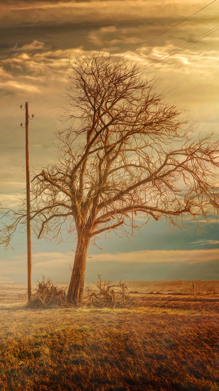 Leafless Tree on Brown Grass Field Under Cloudy Sky During Daytime. Wallpaper in 720x1280 Resolution