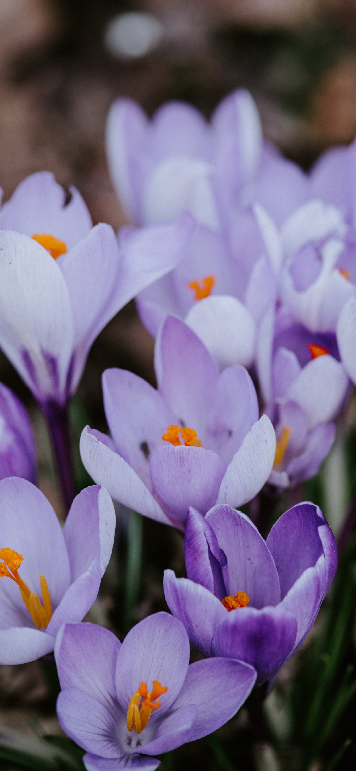 Purple Crocus Flowers in Bloom During Daytime. Wallpaper in 1242x2688 Resolution
