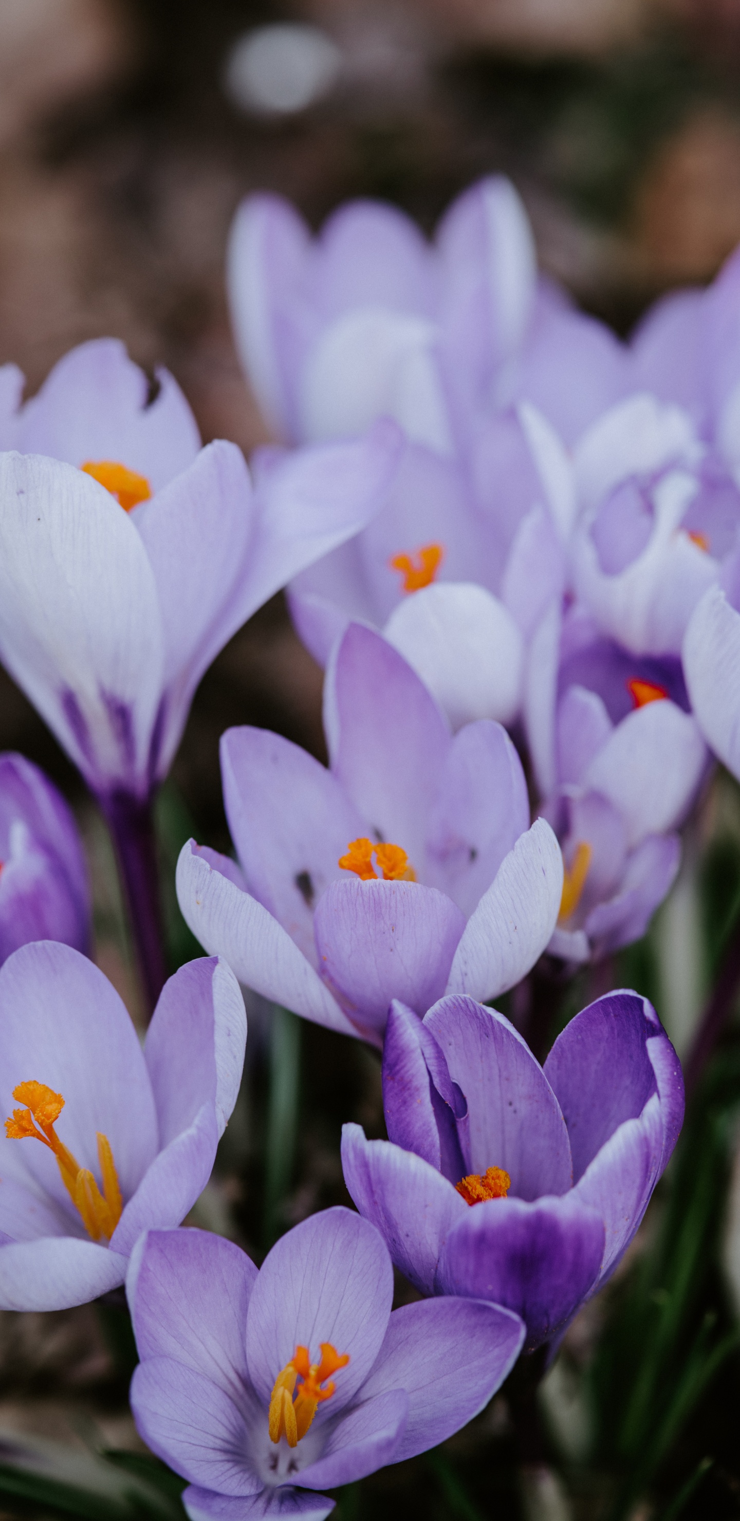Purple Crocus Flowers in Bloom During Daytime. Wallpaper in 1440x2960 Resolution
