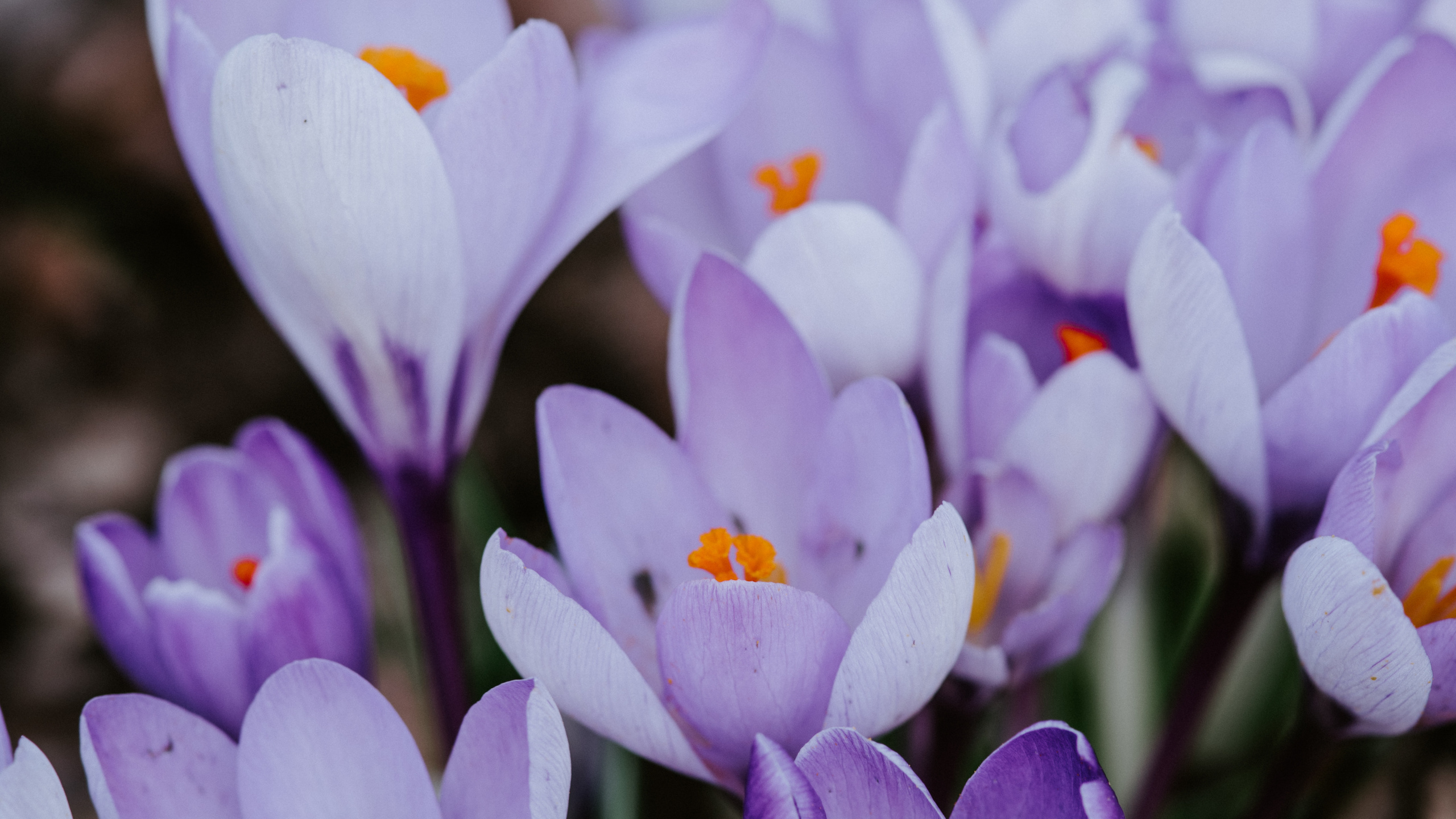 Purple Crocus Flowers in Bloom During Daytime. Wallpaper in 2560x1440 Resolution