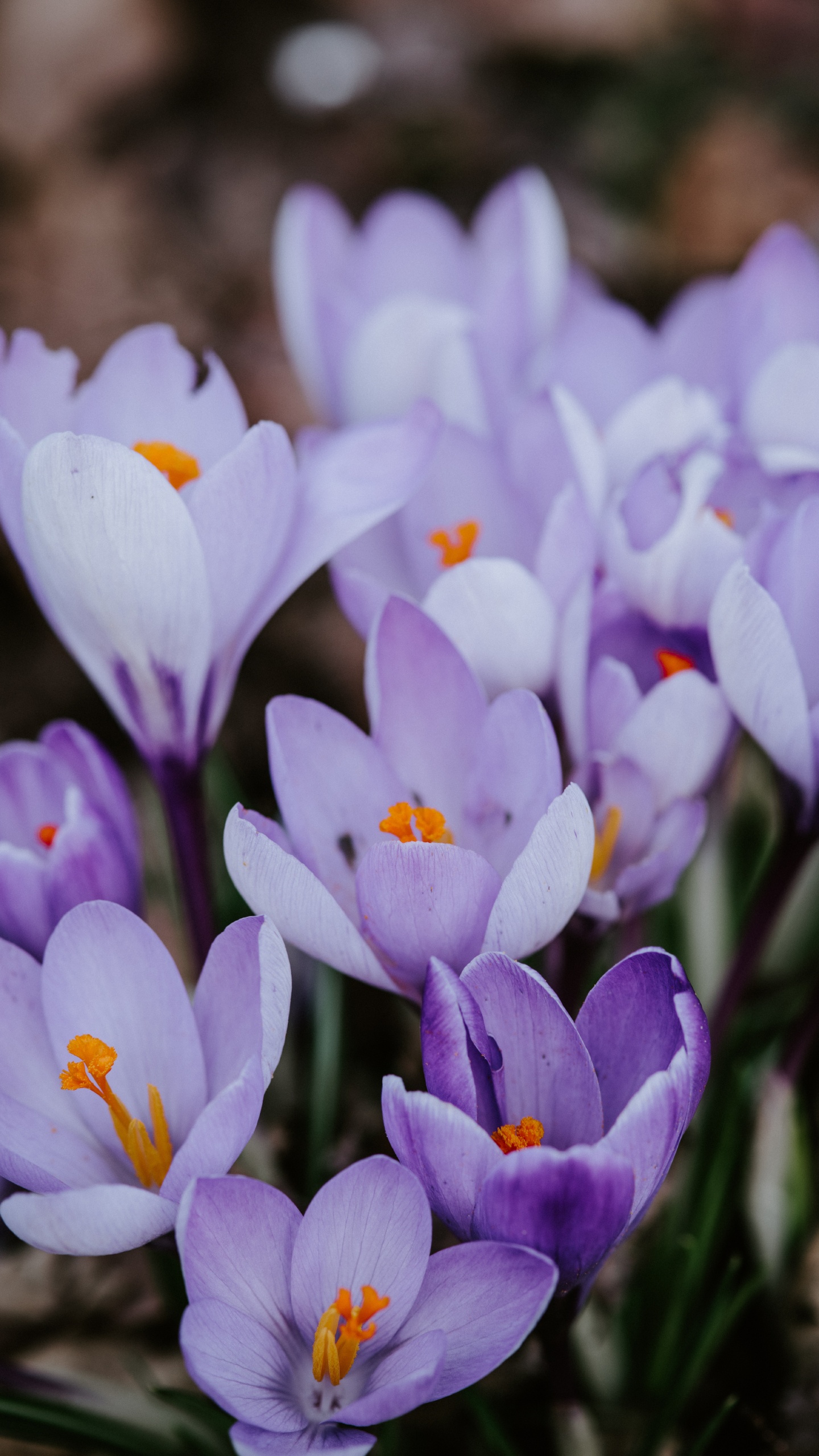 Fleurs de Crocus Violet en Fleurs Pendant la Journée. Wallpaper in 1440x2560 Resolution