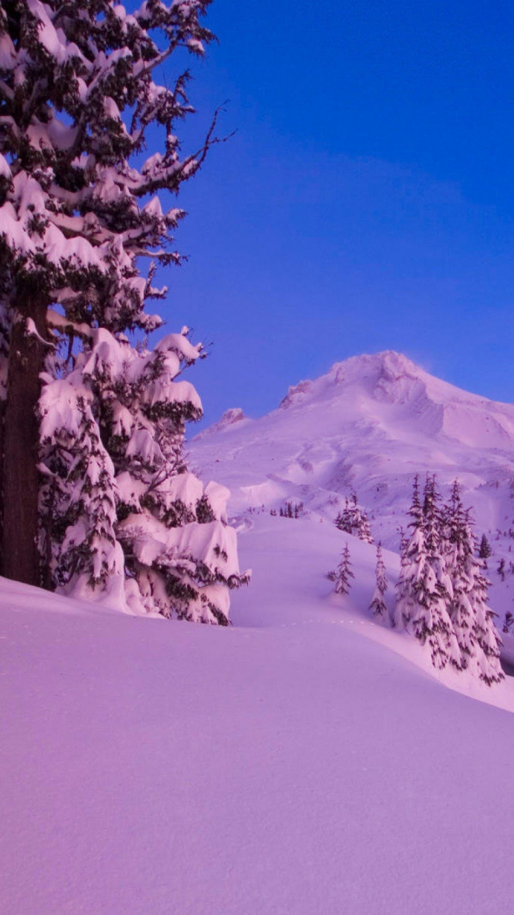 Green Trees on Snow Covered Ground During Daytime. Wallpaper in 750x1334 Resolution
