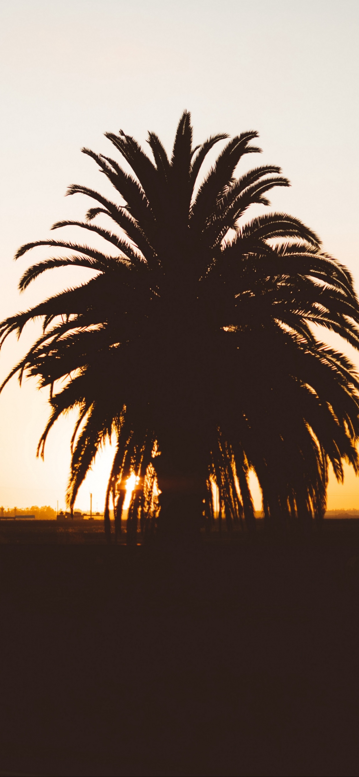 Palmera Durante la Hora Dorada. Wallpaper in 1242x2688 Resolution