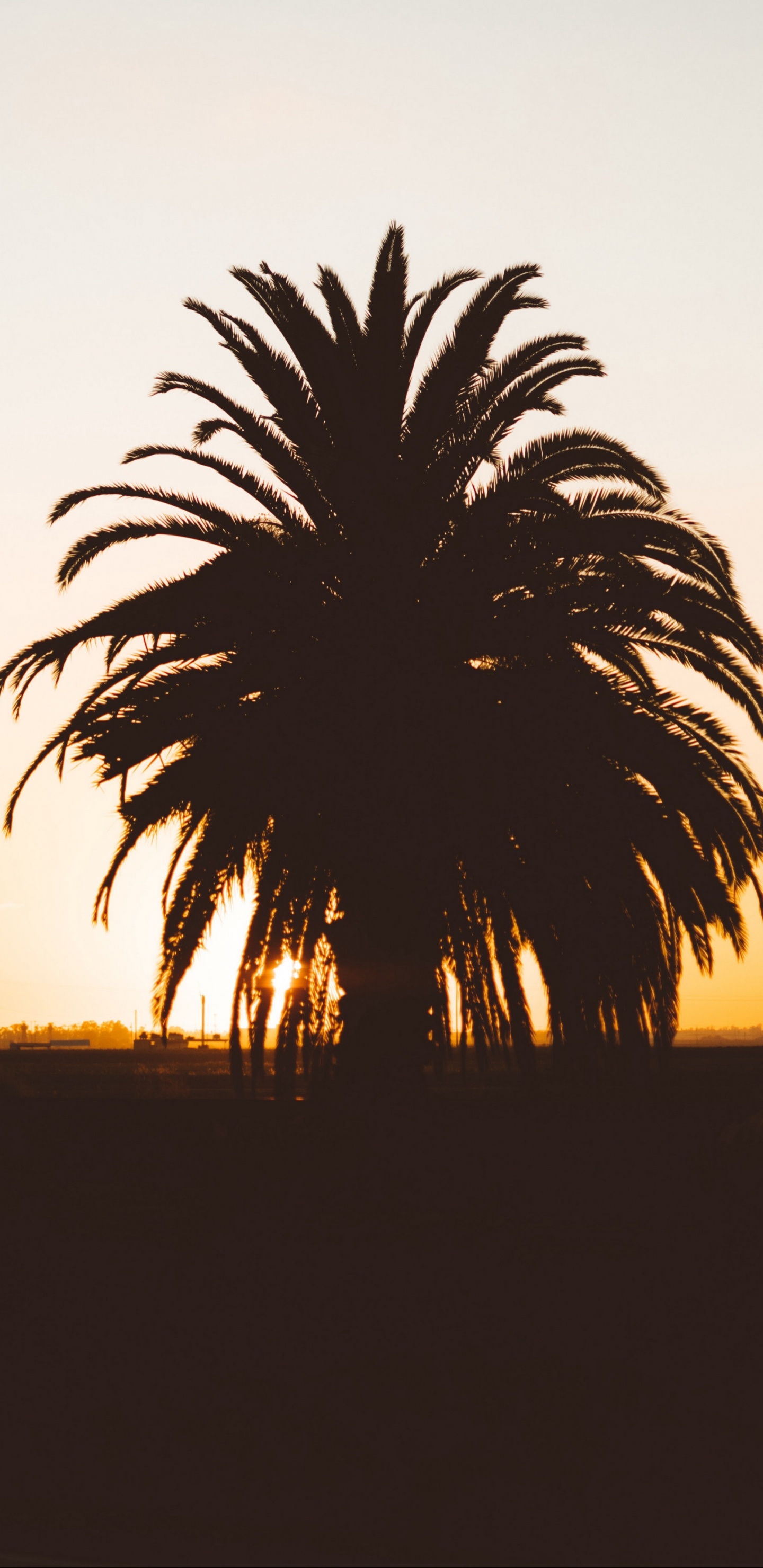 Palmera Durante la Hora Dorada. Wallpaper in 1440x2960 Resolution