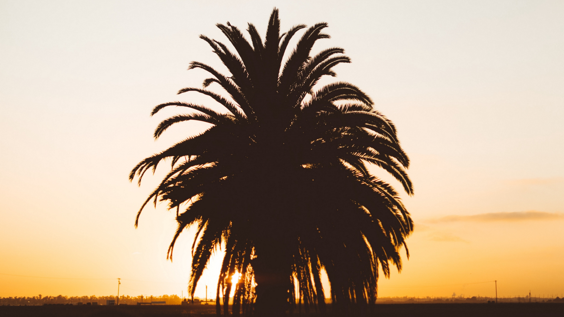 Palme Zur Goldenen Stunde. Wallpaper in 1920x1080 Resolution