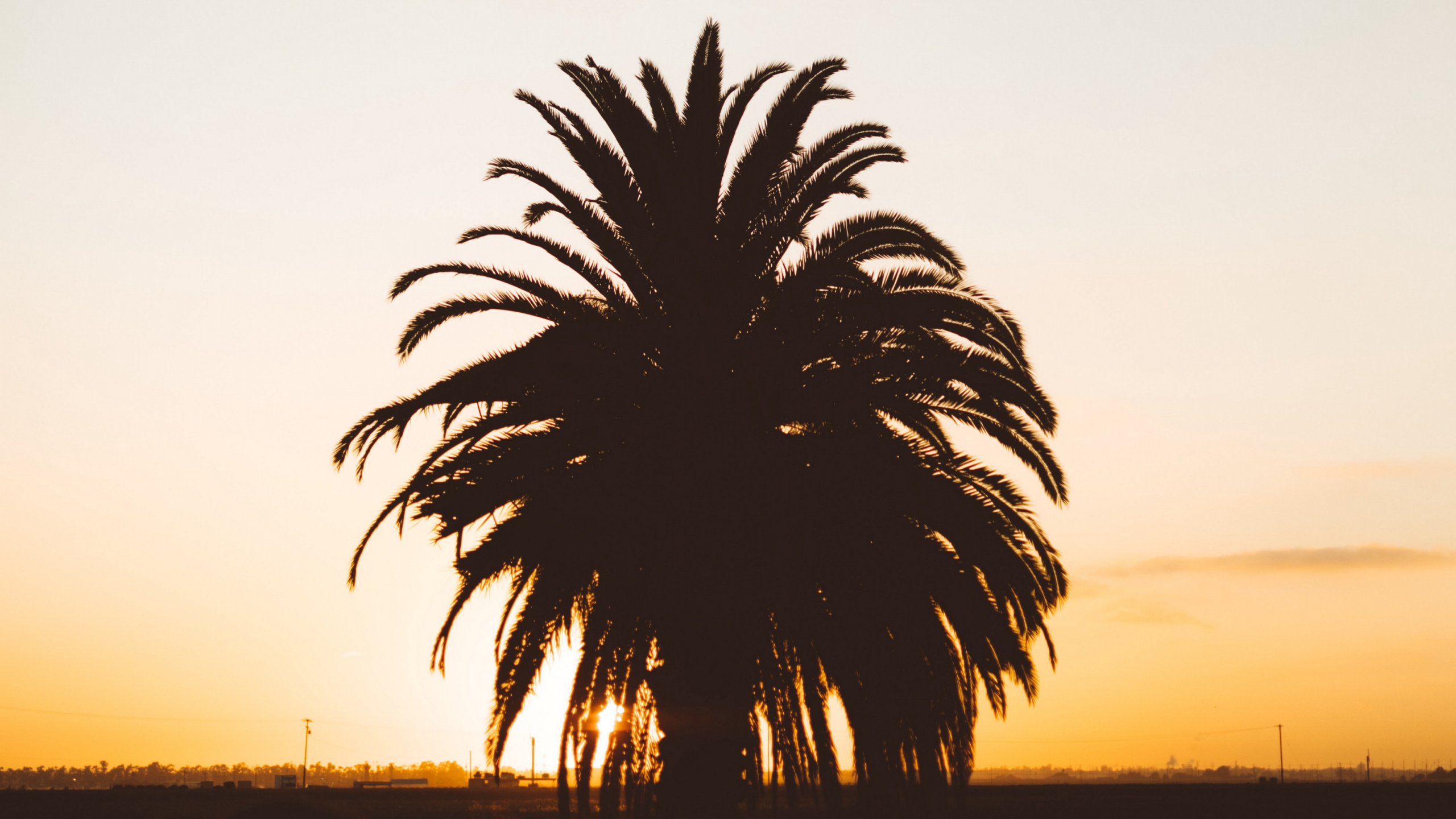 Palme Zur Goldenen Stunde. Wallpaper in 2560x1440 Resolution