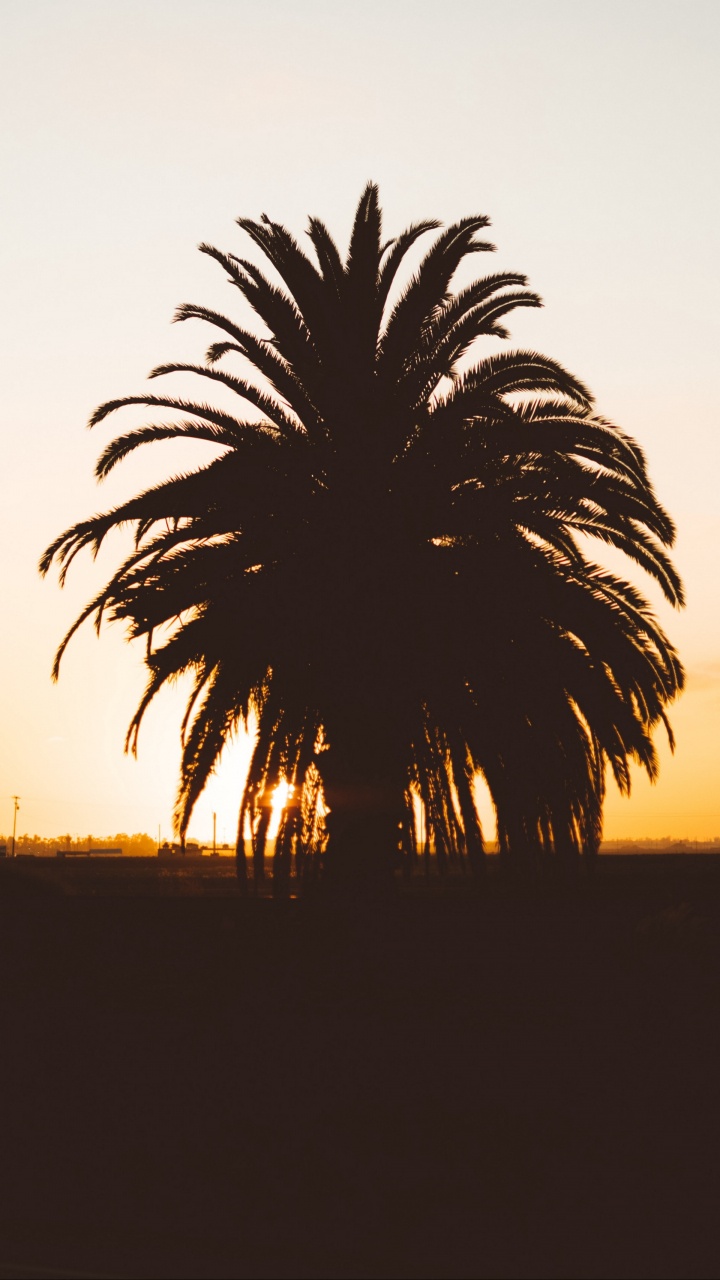 Palm Tree During Golden Hour. Wallpaper in 720x1280 Resolution