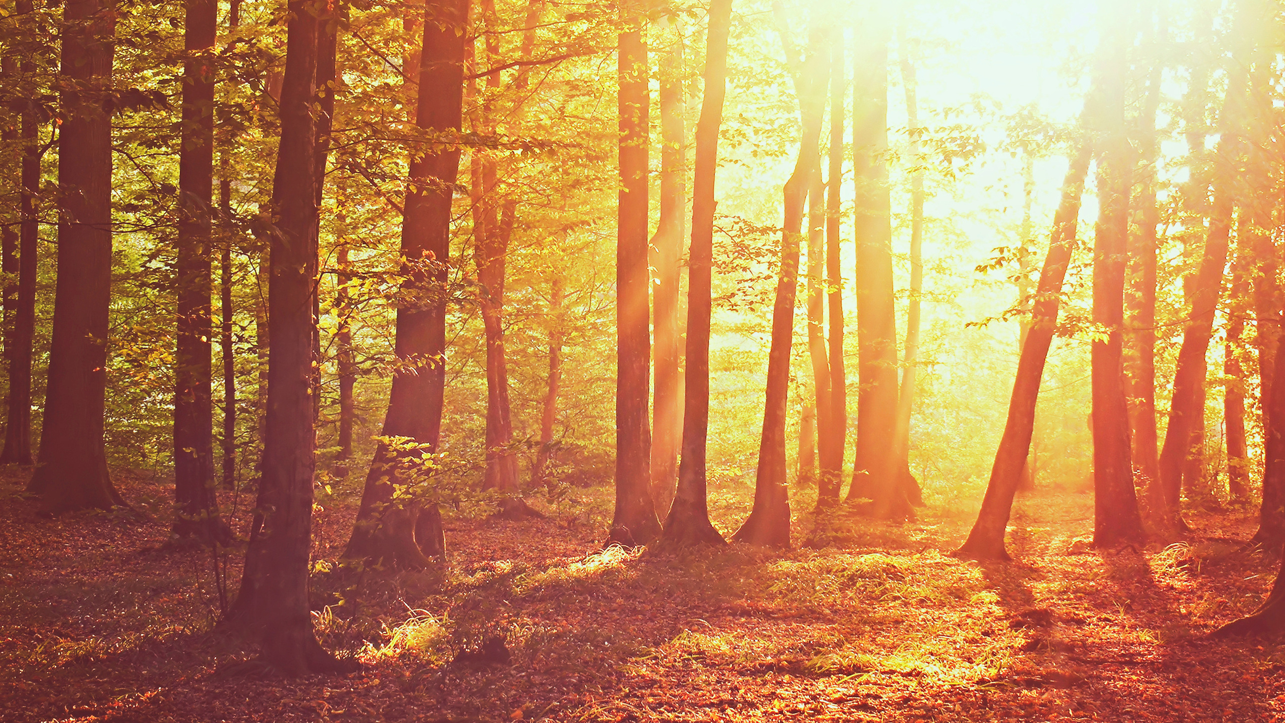 Brown Trees With Sun Rays. Wallpaper in 2560x1440 Resolution
