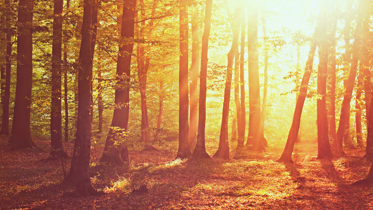 Arbres Bruns Avec Des Rayons de Soleil. Wallpaper in 1280x720 Resolution
