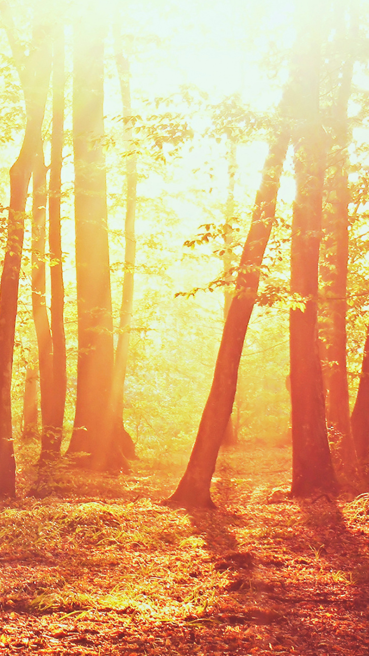 Braune Bäume Mit Sonnenstrahlen. Wallpaper in 750x1334 Resolution