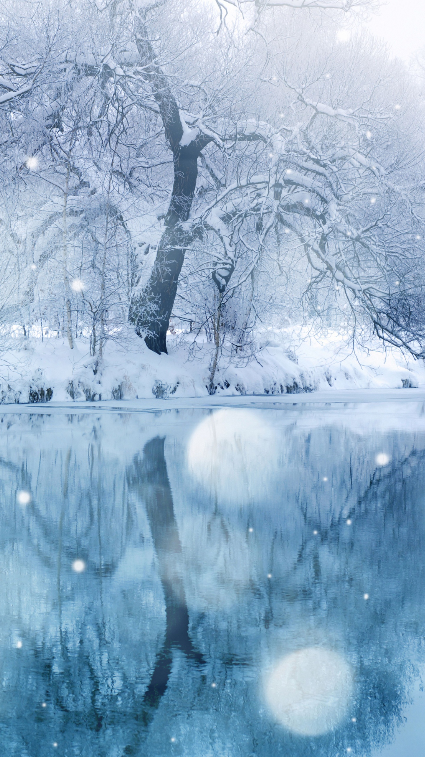 Arbre Sans Feuilles Sur Sol Couvert de Neige. Wallpaper in 1440x2560 Resolution