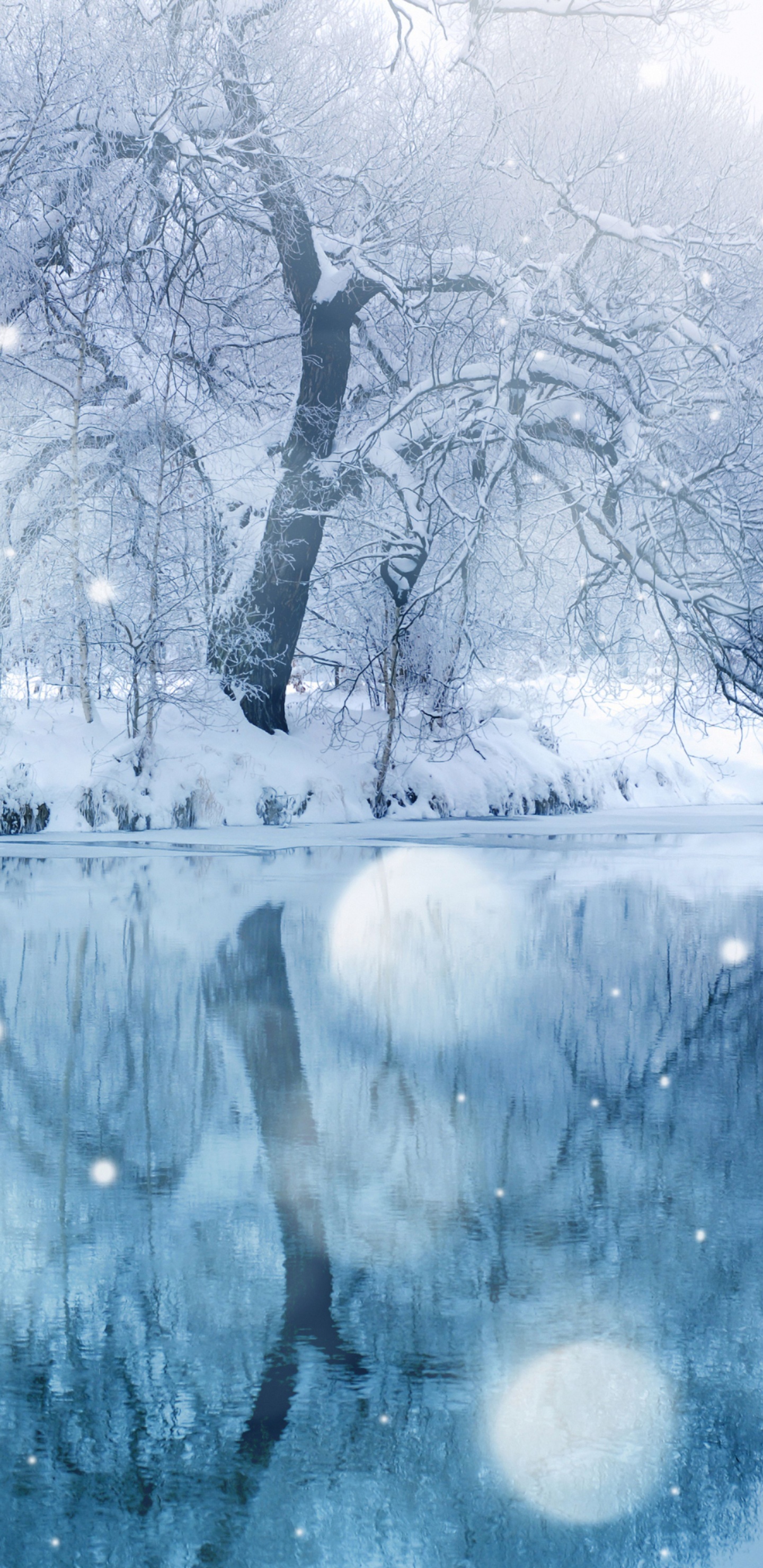 Árbol Sin Hojas en Suelo Cubierto de Nieve. Wallpaper in 1440x2960 Resolution