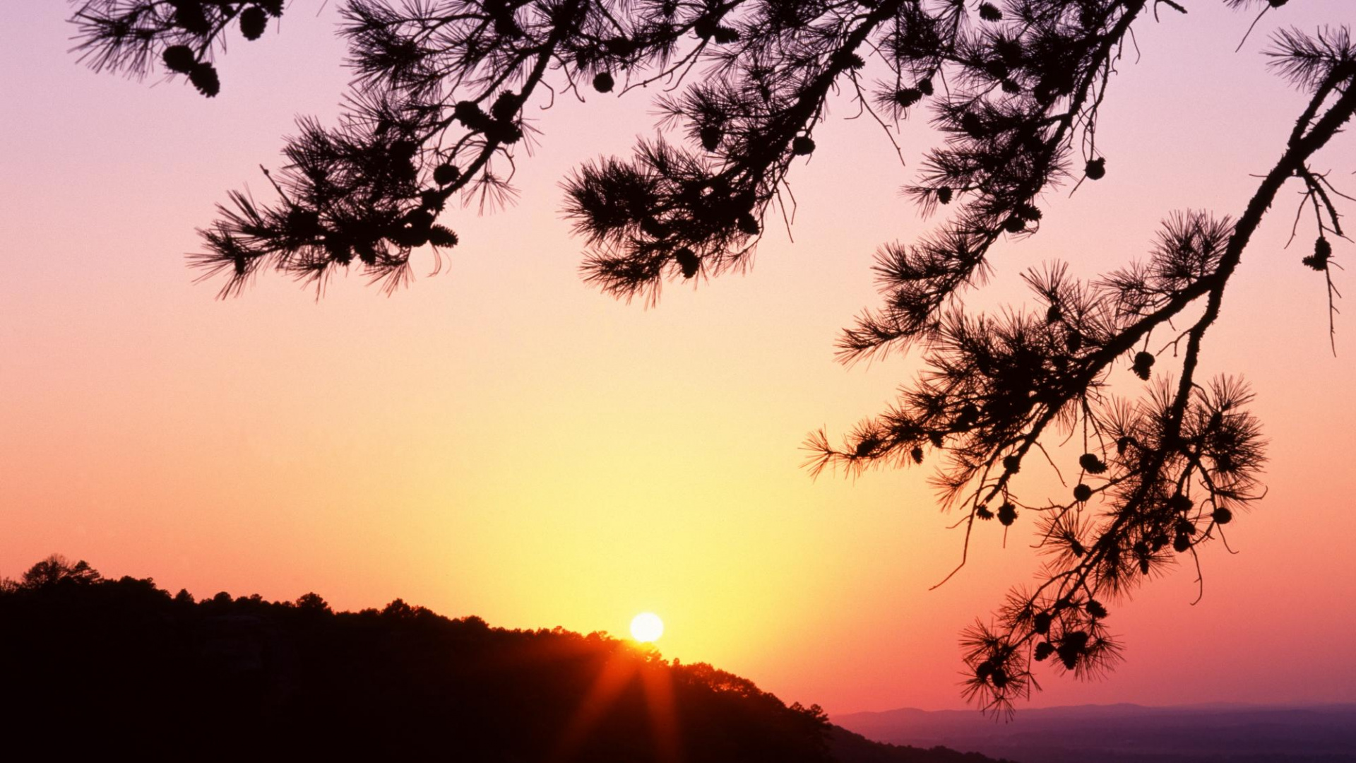 Silhouette Von Bäumen Bei Sonnenuntergang. Wallpaper in 1920x1080 Resolution