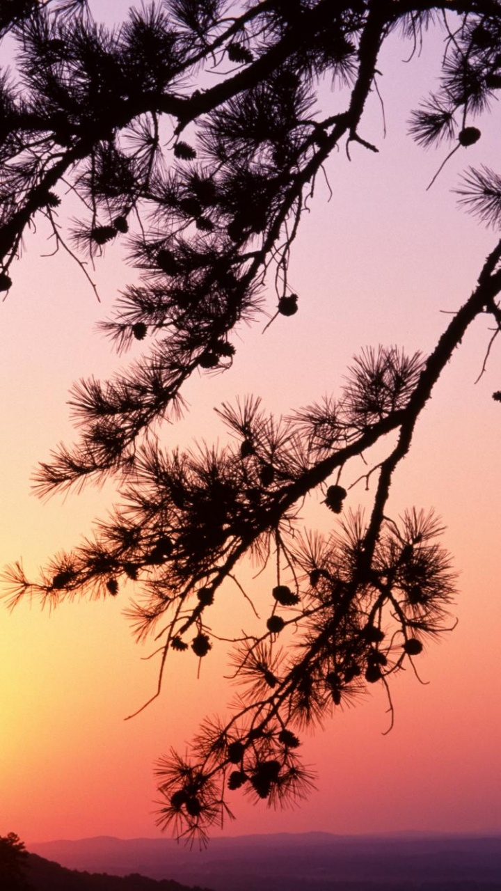 Silhouette of Trees During Sunset. Wallpaper in 720x1280 Resolution