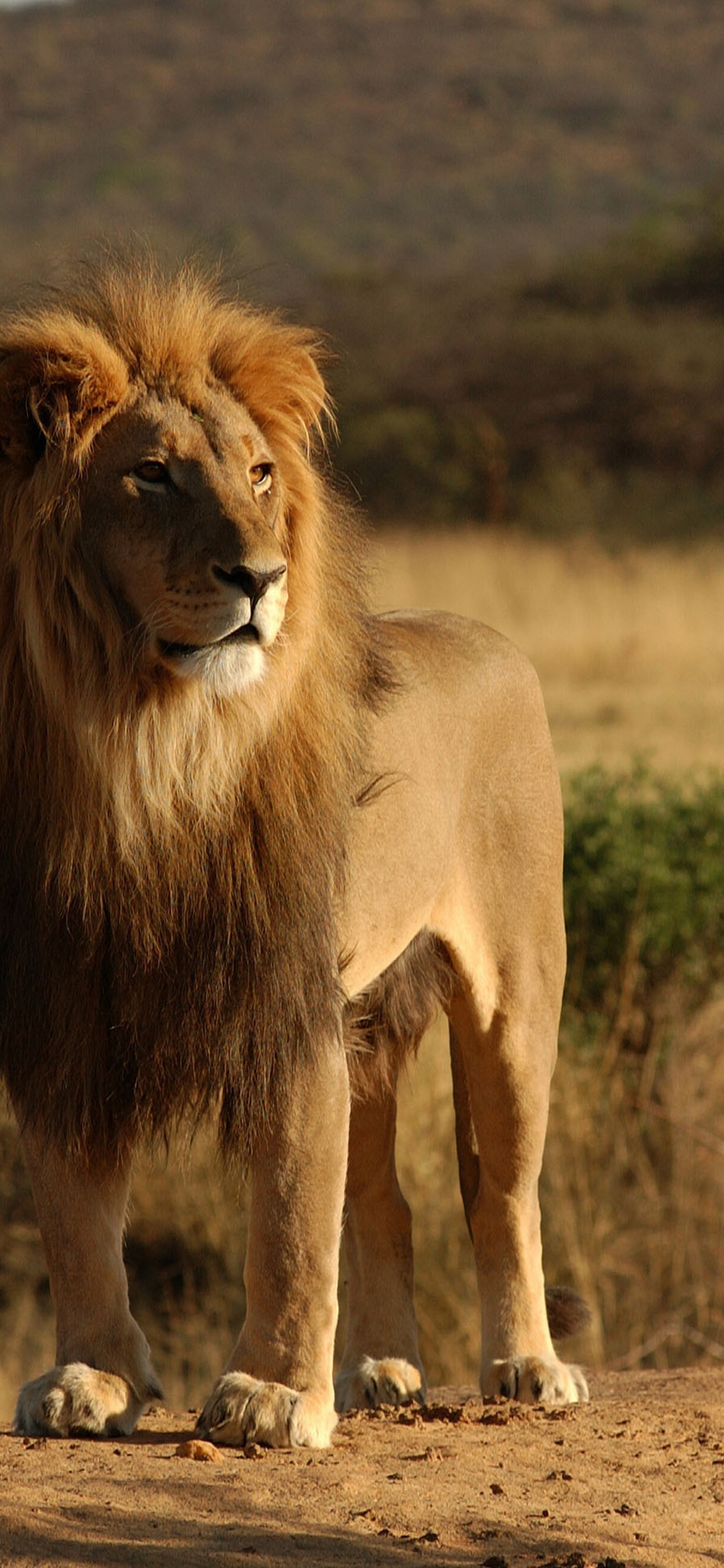 Lion Marchant Sur un Champ Brun Pendant la Journée. Wallpaper in 1125x2436 Resolution