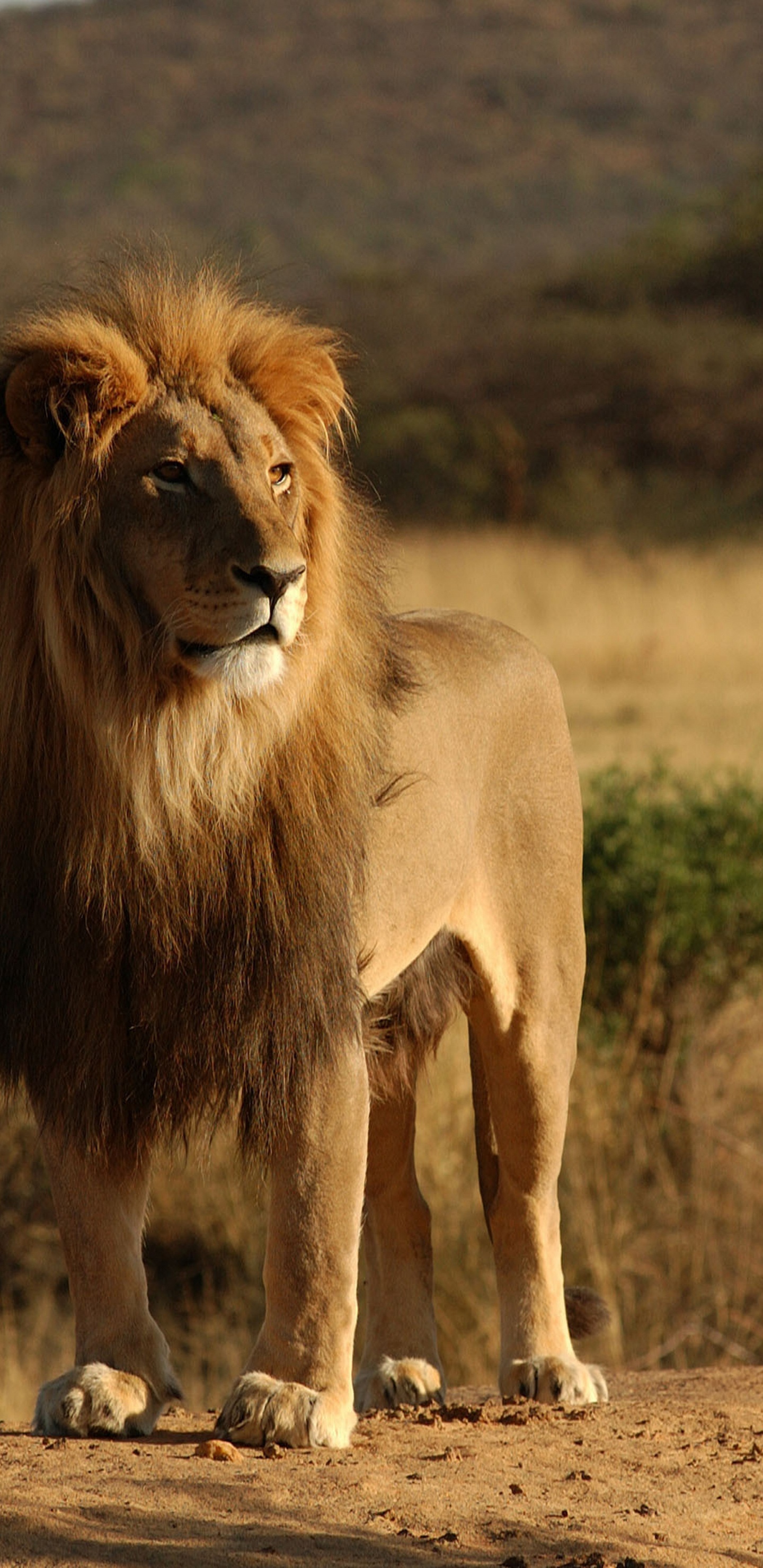Lion Marchant Sur un Champ Brun Pendant la Journée. Wallpaper in 1440x2960 Resolution