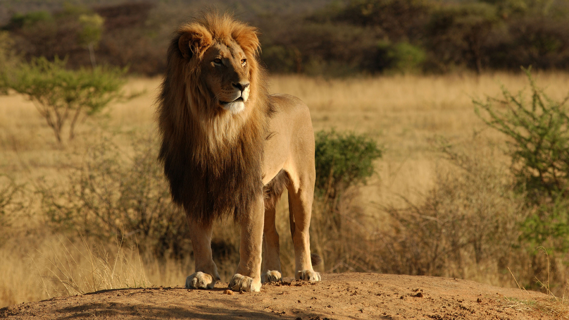 Lion Walking on Brown Field During Daytime. Wallpaper in 1920x1080 Resolution