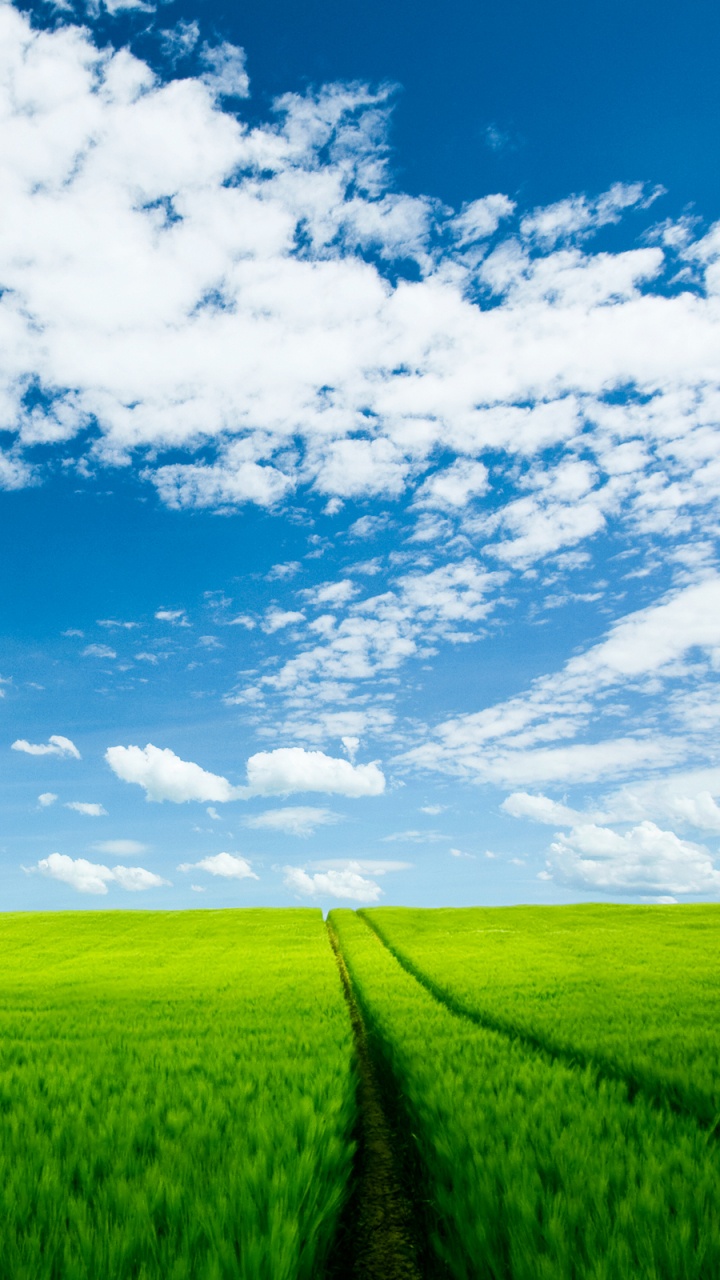 Grüne Wiese Unter Blauem Himmel Und Weißen Wolken Tagsüber. Wallpaper in 720x1280 Resolution