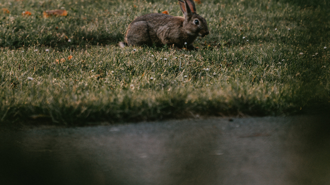 Download 1366x768 Wallpaper Brown Rabbit on Green Grass Field Brown Rabbit on Green Grass Field. Wallpaper in 1366x768 Resolution