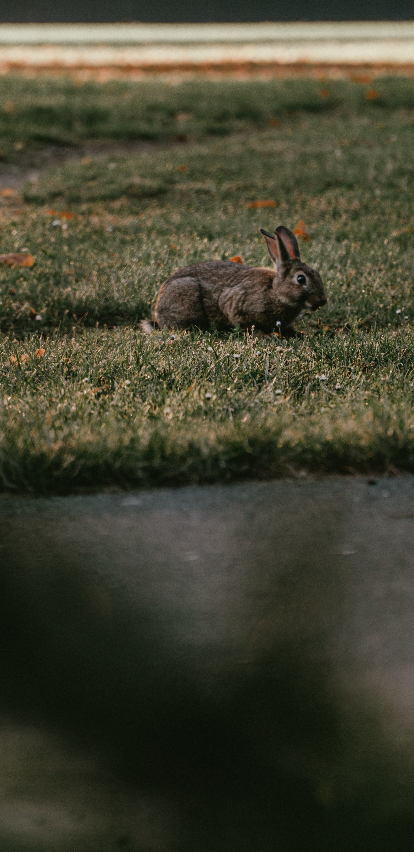 草, 小鹿, 野生动物, 野兔, 尾巴 壁纸 1440x2960 允许