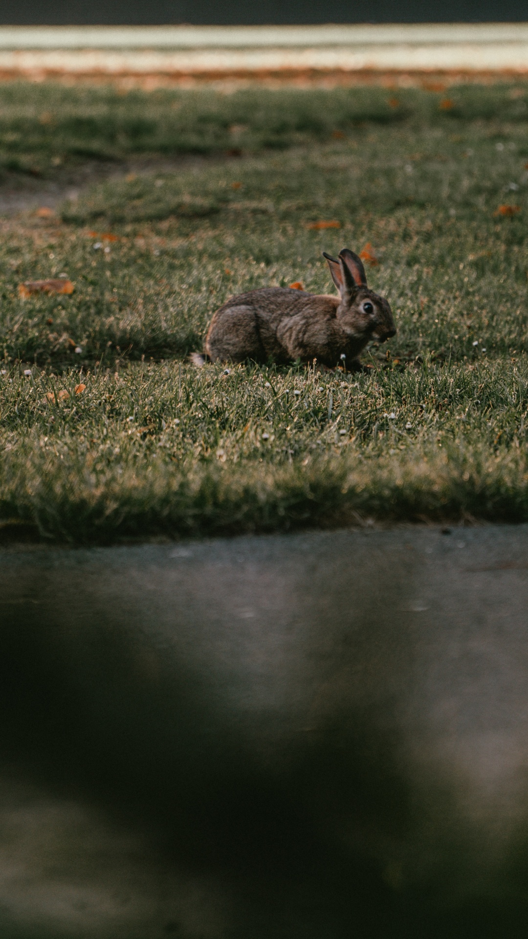 Lapin Brun Sur Champ D'herbe Verte. Wallpaper in 1080x1920 Resolution