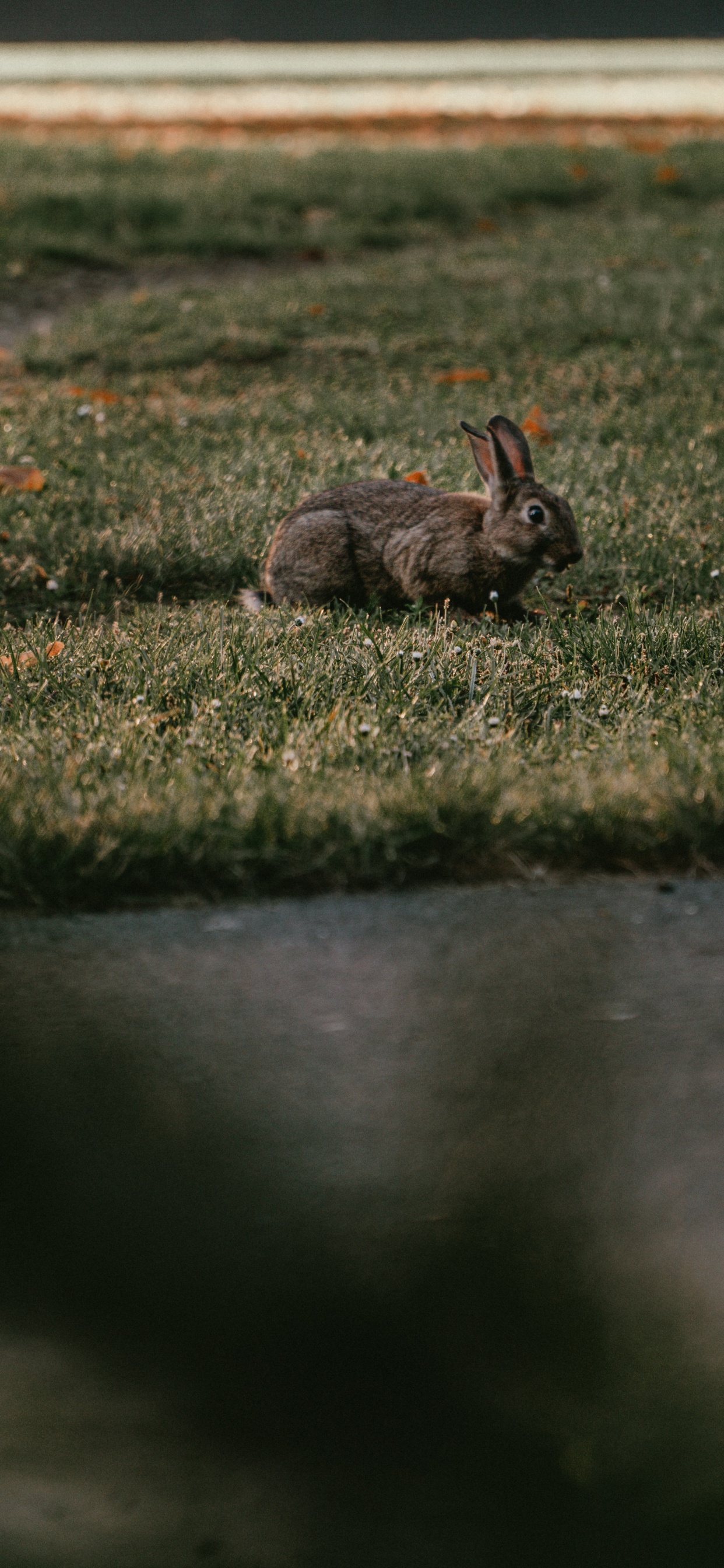 Lapin Brun Sur Champ D'herbe Verte. Wallpaper in 1242x2688 Resolution