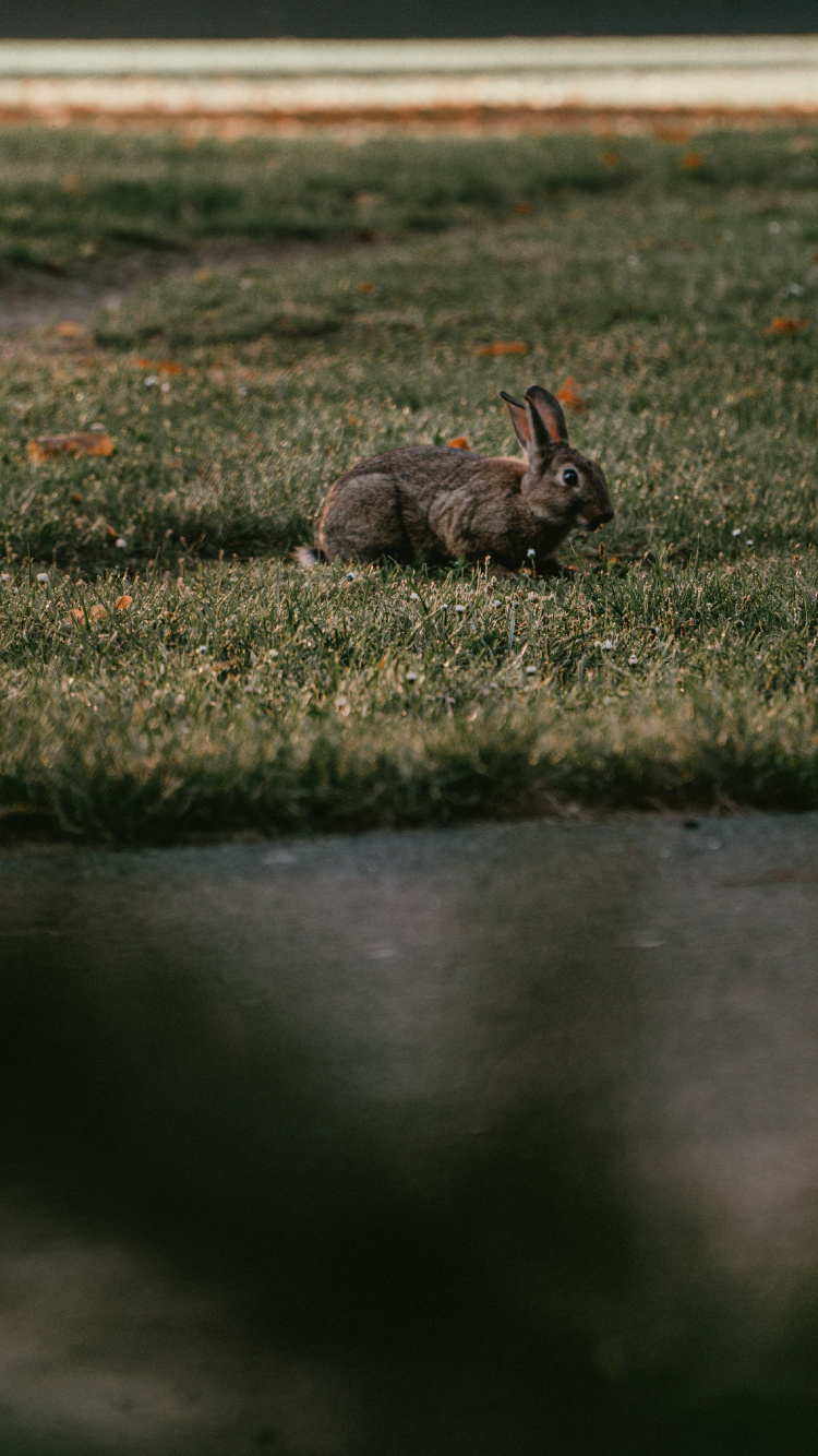Lapin Brun Sur Champ D'herbe Verte. Wallpaper in 750x1334 Resolution