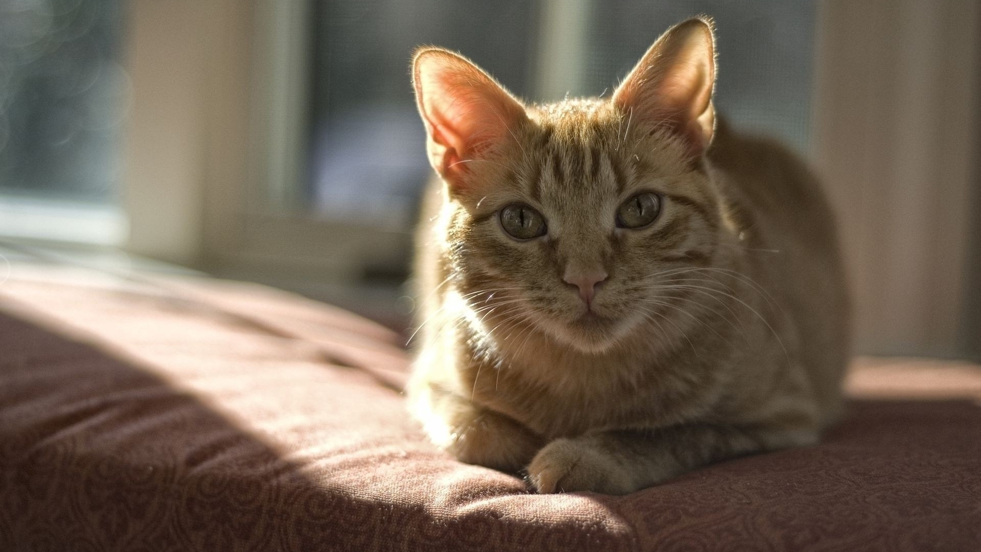 Brown Tabby Cat Lying on Pink and White Textile. Wallpaper in 1920x1080 Resolution