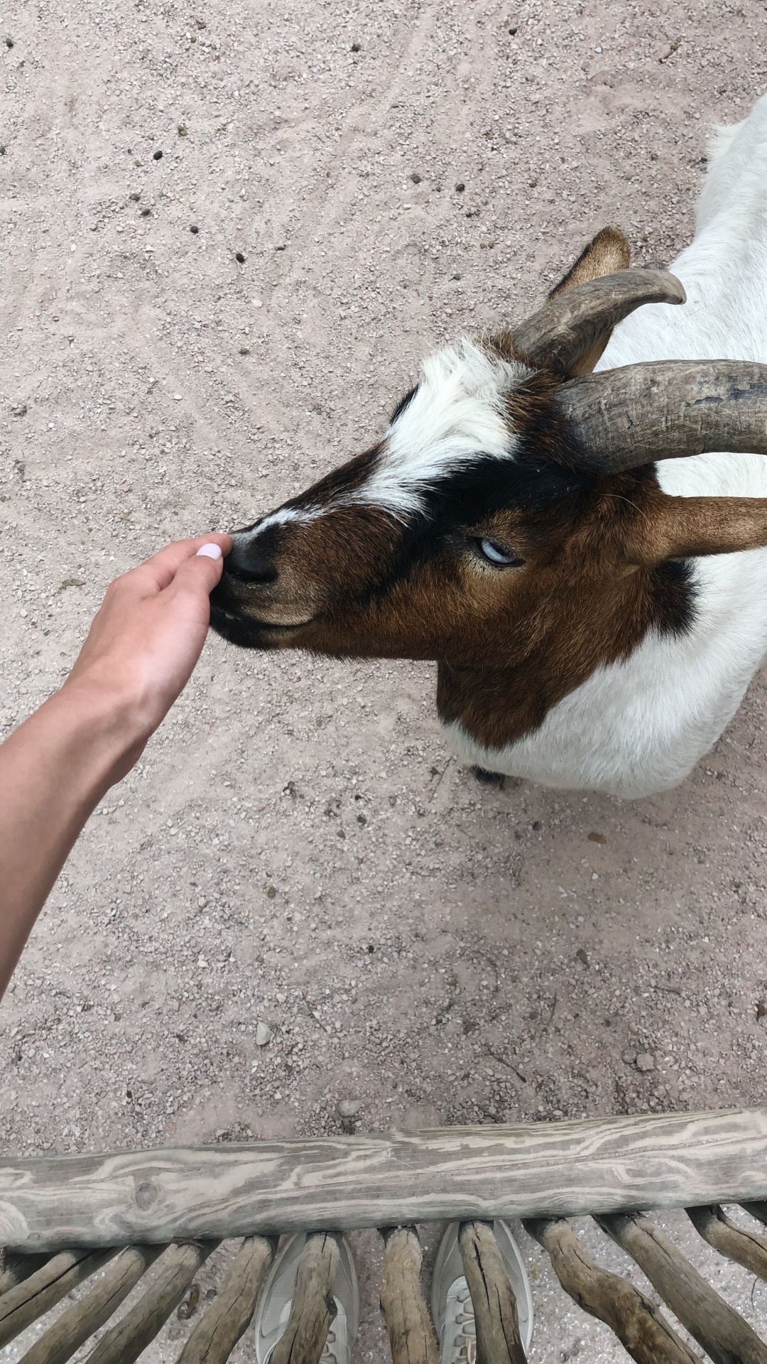 Goat, Horn, Terrestrial Animal, Goats, Snout. Wallpaper in 1080x1920 Resolution