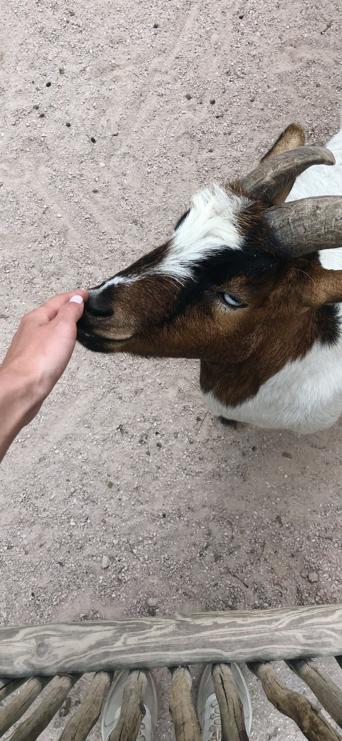 Goat, Horn, Terrestrial Animal, Goats, Snout. Wallpaper in 1125x2436 Resolution