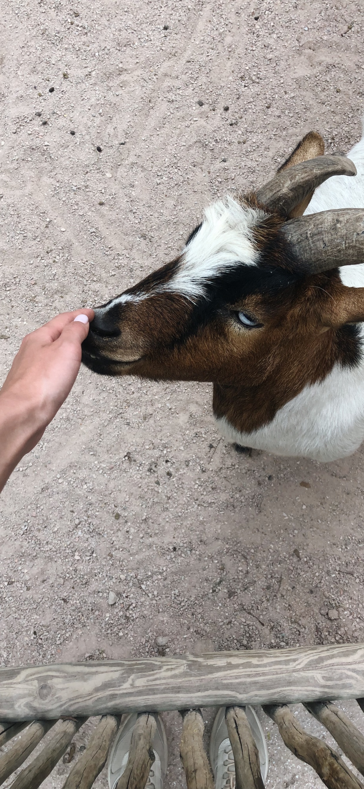 Goat, Horn, Terrestrial Animal, Goats, Snout. Wallpaper in 1242x2688 Resolution