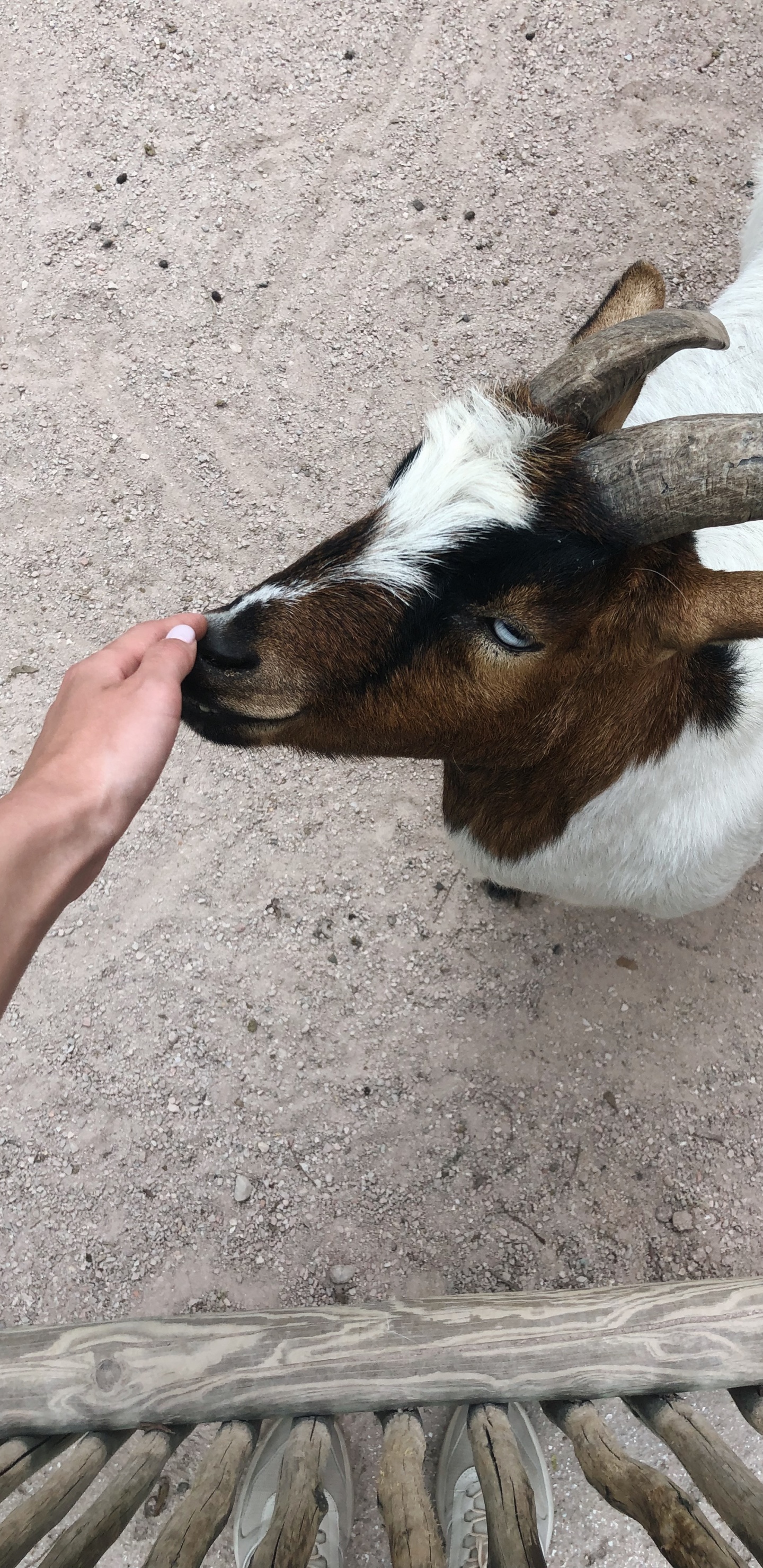 Goat, Horn, Terrestrial Animal, Goats, Snout. Wallpaper in 1440x2960 Resolution