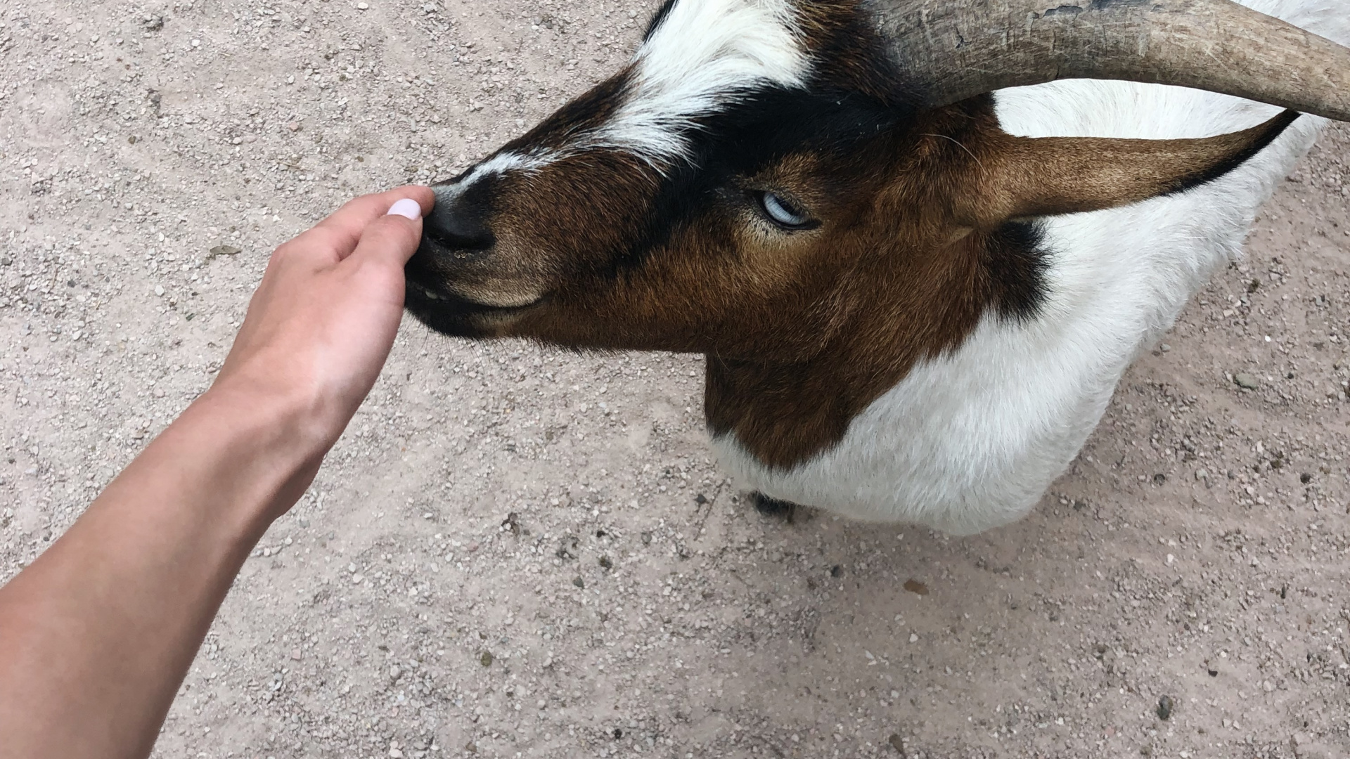 Goat, Horn, Terrestrial Animal, Goats, Snout. Wallpaper in 1920x1080 Resolution