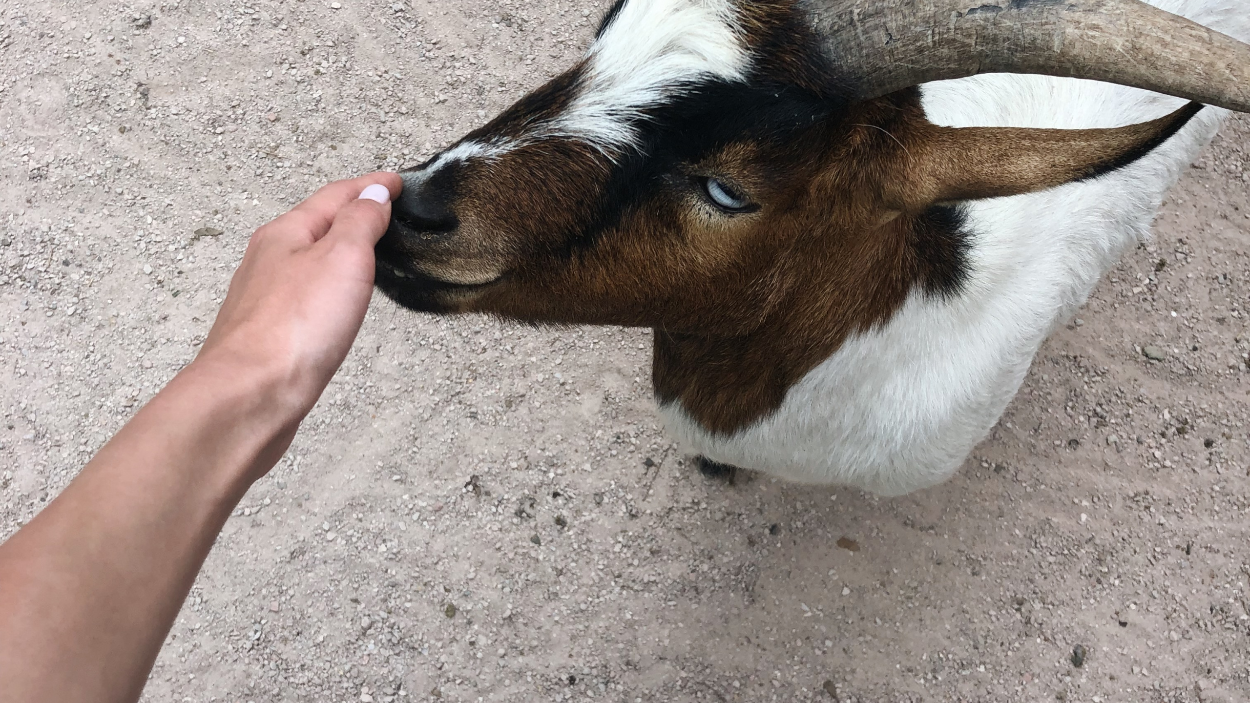 Goat, Horn, Terrestrial Animal, Goats, Snout. Wallpaper in 2560x1440 Resolution