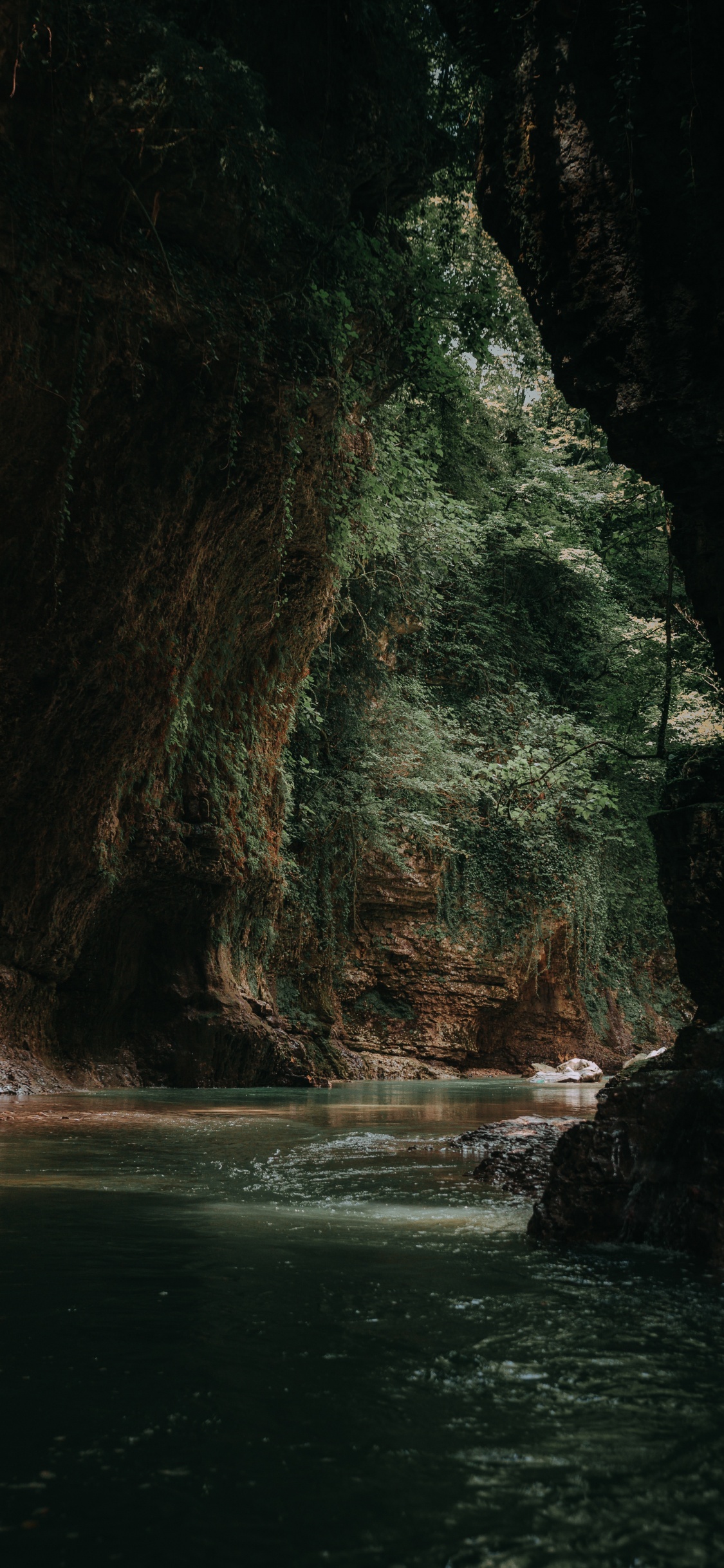 Stamm, Rock, Baum, Wald, Geologie. Wallpaper in 1125x2436 Resolution