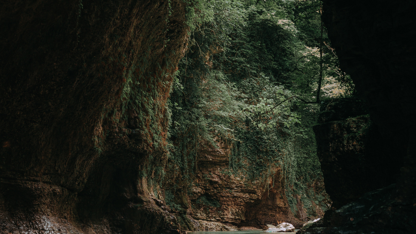 Stamm, Rock, Baum, Wald, Geologie. Wallpaper in 1366x768 Resolution