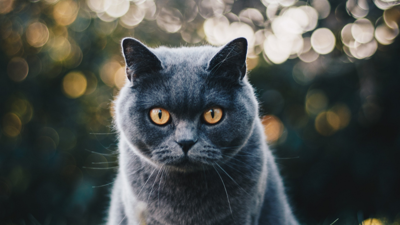 Russische Blaue Katze Auf Grünem Gras Tagsüber. Wallpaper in 1280x720 Resolution