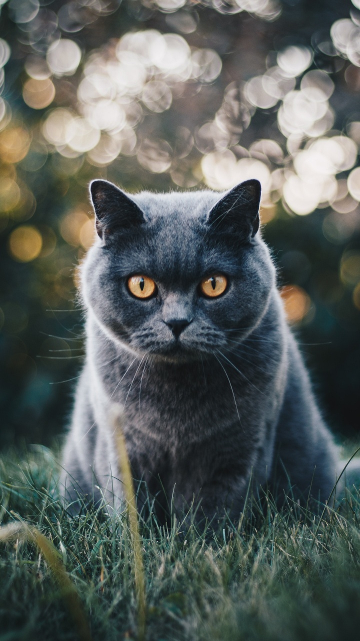 英国短毛猫, 缅甸猫, 小猫, 鲁斯, 胡须 壁纸 720x1280 允许