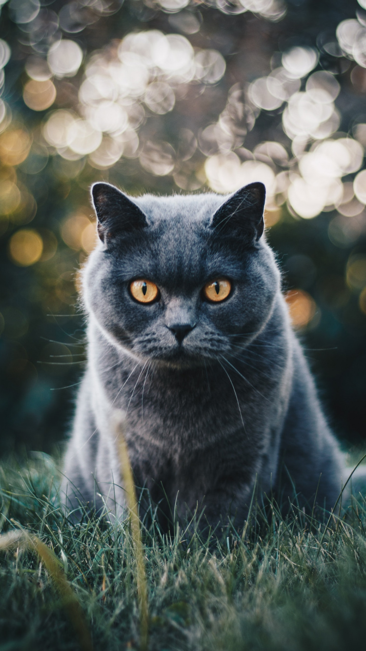 英国短毛猫, 缅甸猫, 小猫, 鲁斯, 胡须 壁纸 750x1334 允许