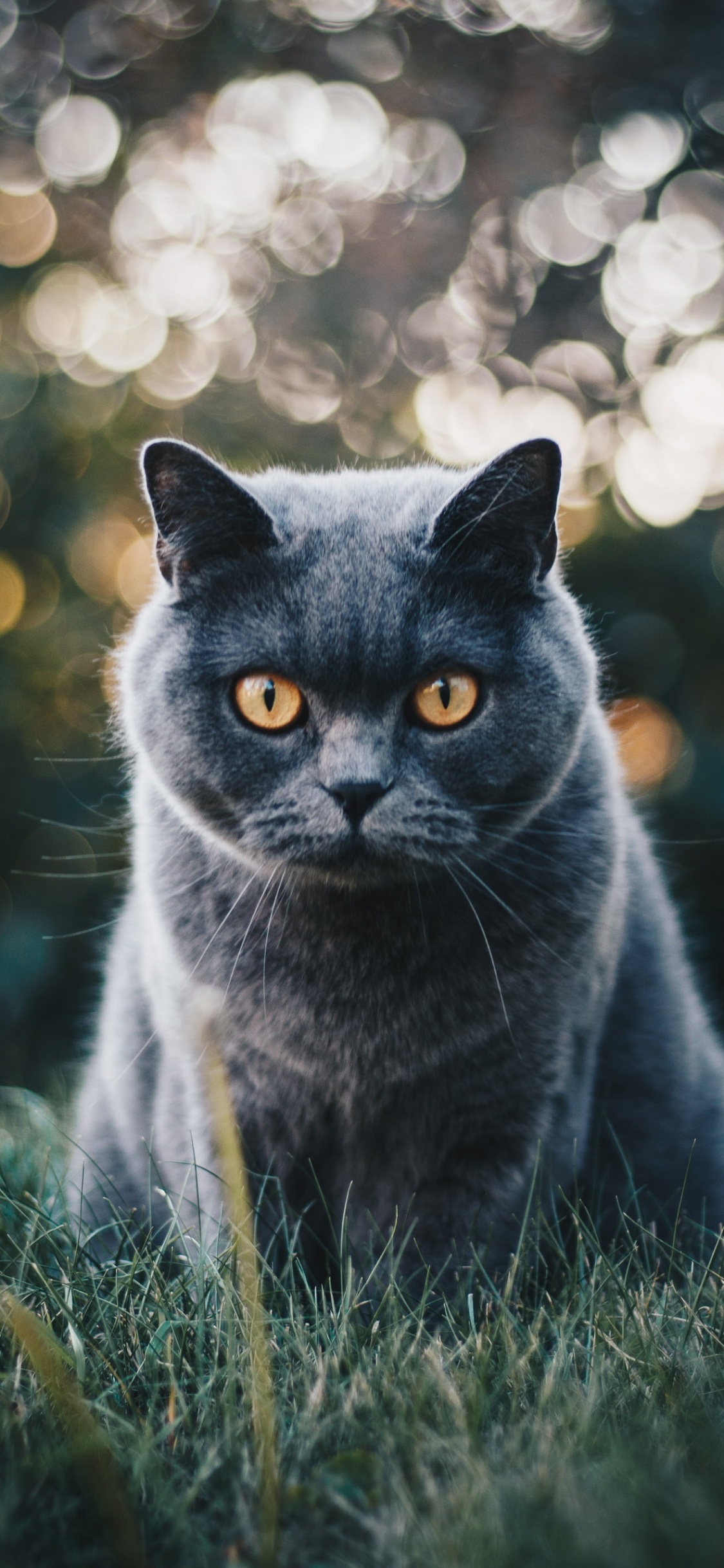 Gato Azul Ruso Sobre la Hierba Verde Durante el Día. Wallpaper in 1125x2436 Resolution