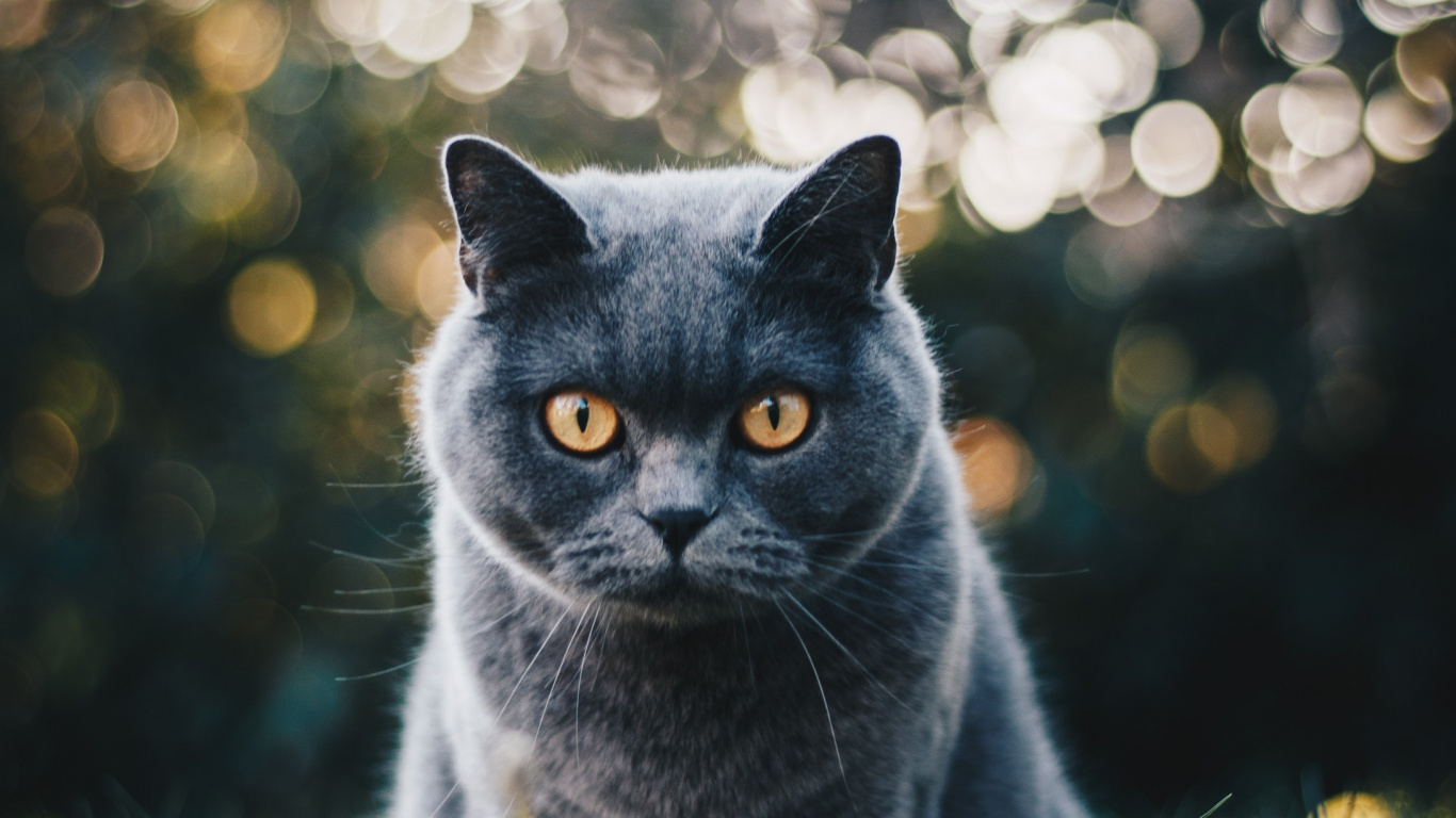 Gato Azul Ruso Sobre la Hierba Verde Durante el Día. Wallpaper in 1366x768 Resolution