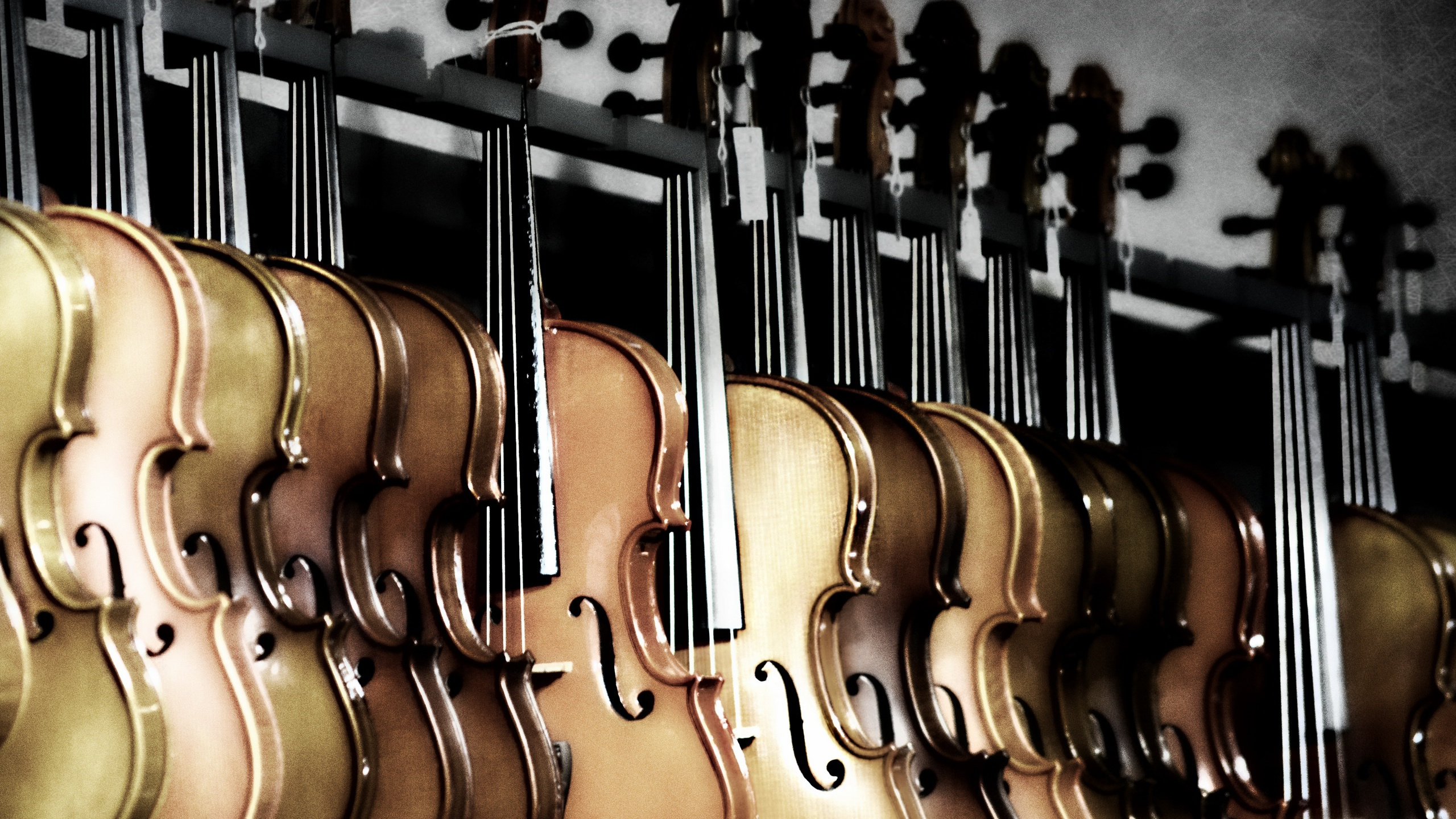 Bass Guitar, Instrumento de Cuerda, Guitarra, Instrumento Musical, Instrumentos de Cuerda Pulsada. Wallpaper in 2560x1440 Resolution