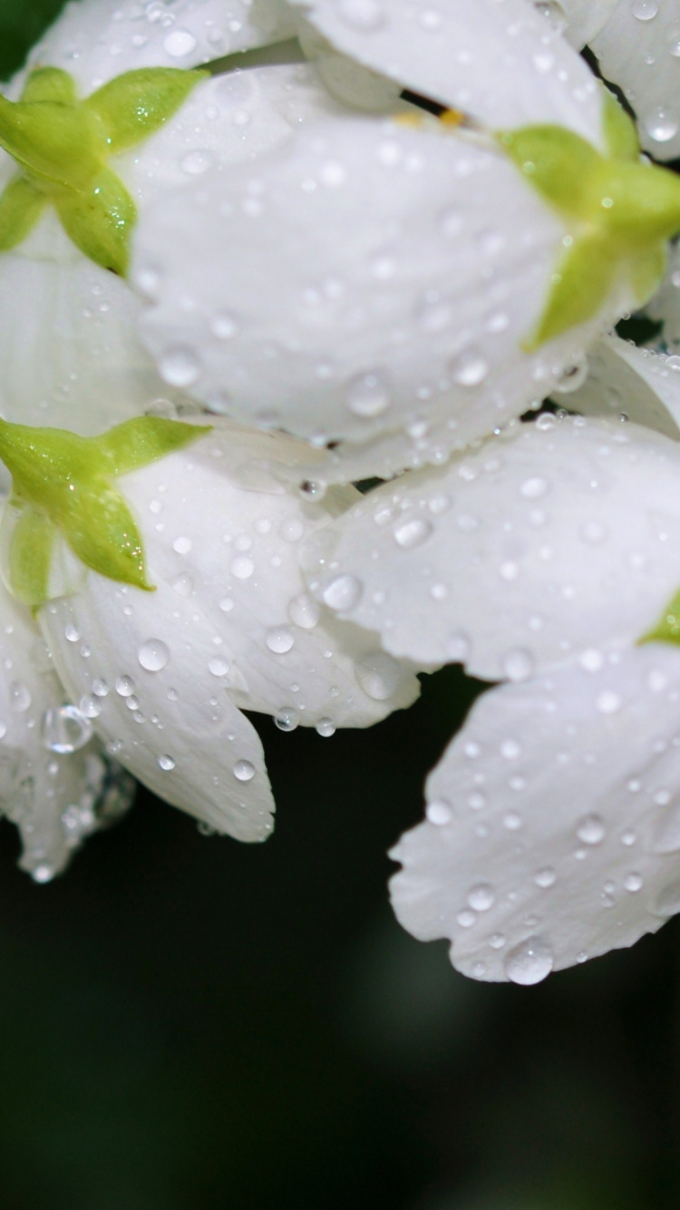 Blanco, la Floración de la Planta, Agua, Pétalo, la Botánica. Wallpaper in 750x1334 Resolution