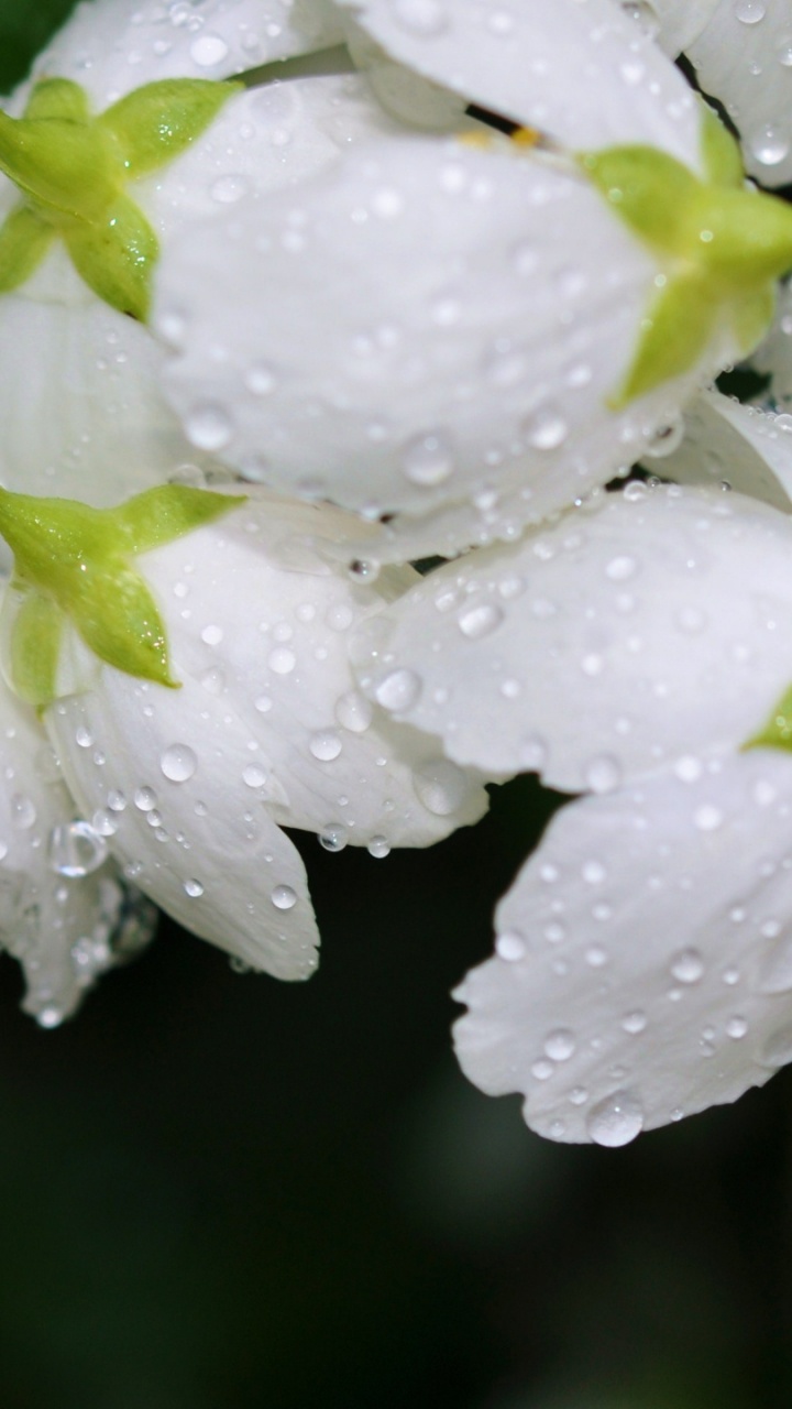 Flower, Rose, White, Flowering Plant, Plant. Wallpaper in 720x1280 Resolution