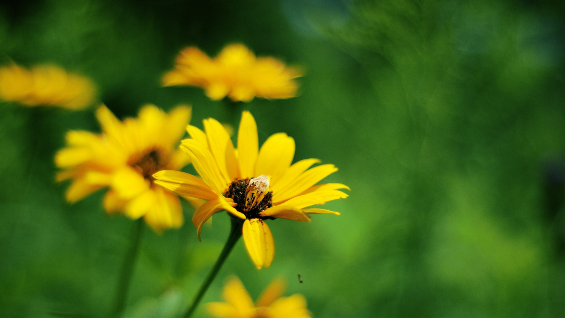 Yellow Flower in Tilt Shift Lens. Wallpaper in 1920x1080 Resolution