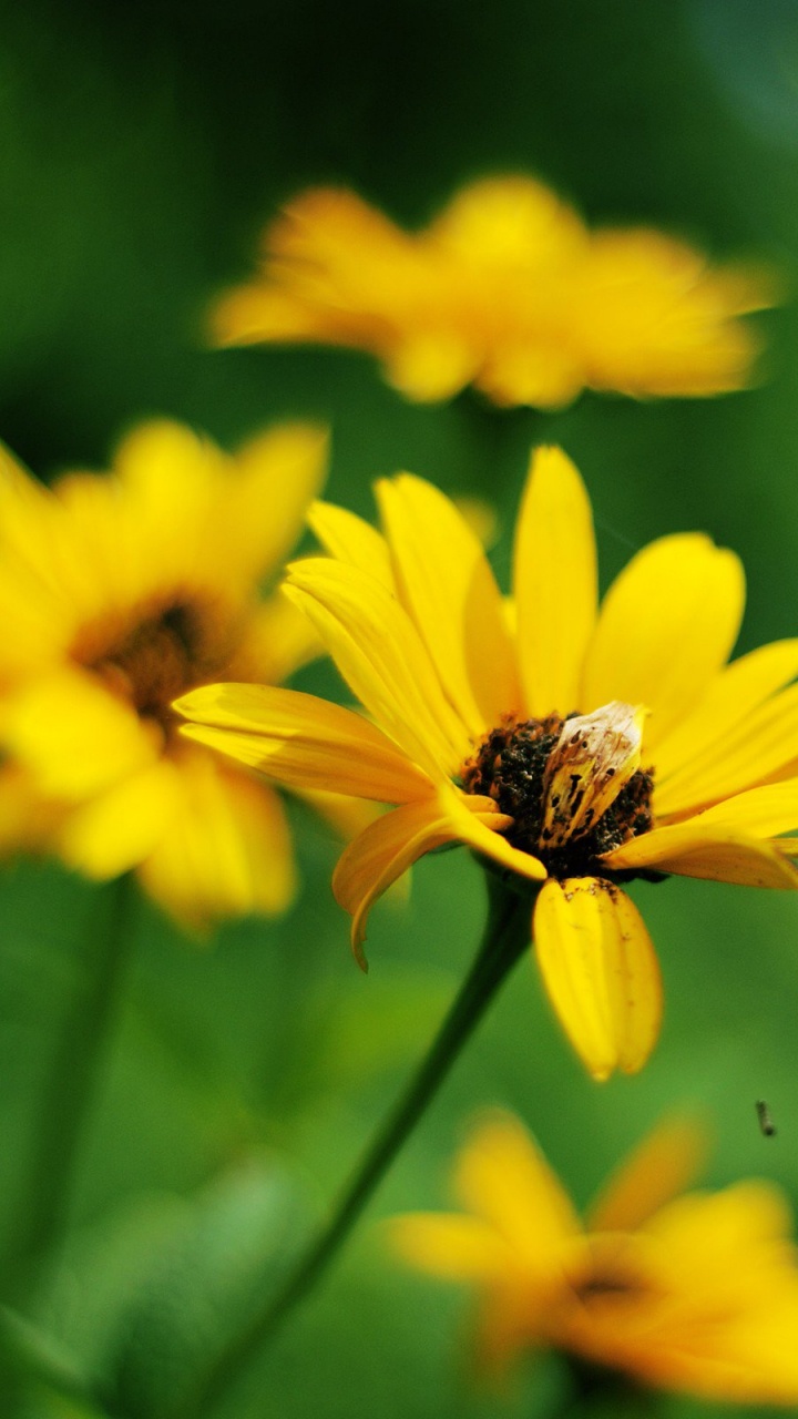 Yellow Flower in Tilt Shift Lens. Wallpaper in 720x1280 Resolution