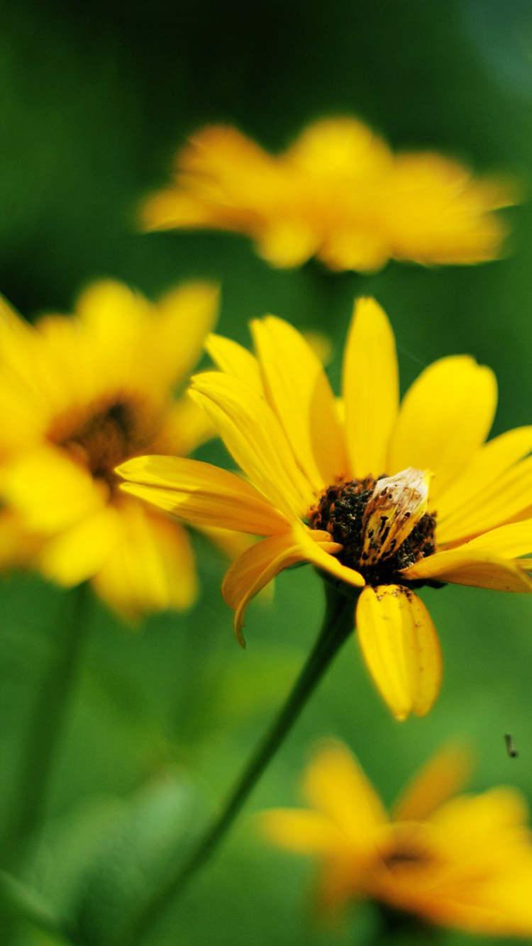 Yellow Flower in Tilt Shift Lens. Wallpaper in 750x1334 Resolution