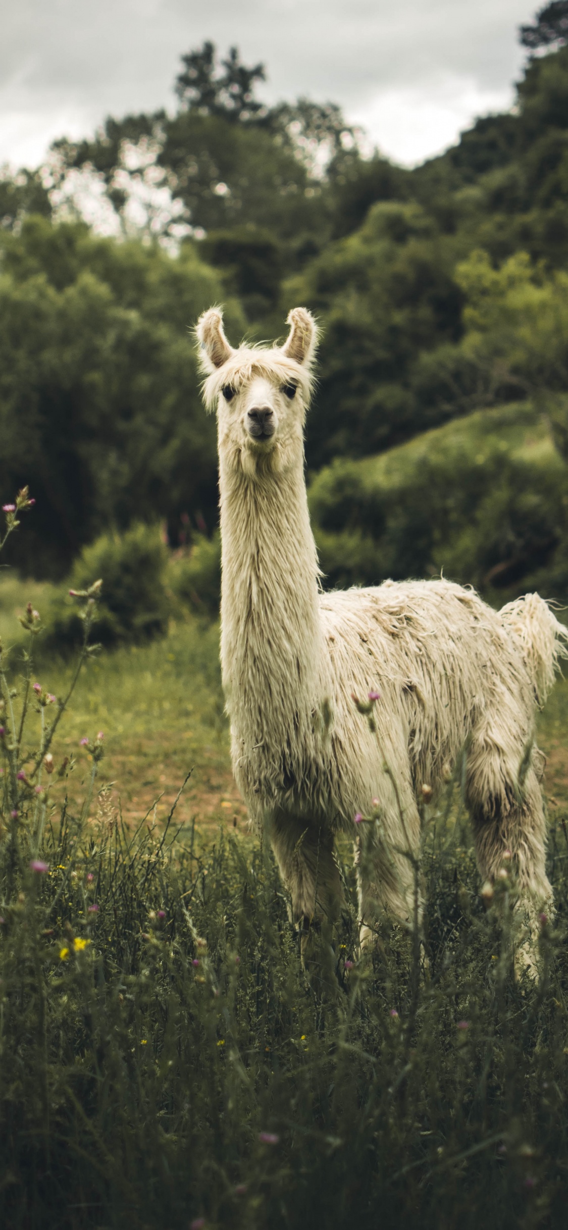 Lama Blanc Sur Terrain D'herbe Verte Pendant la Journée. Wallpaper in 1125x2436 Resolution