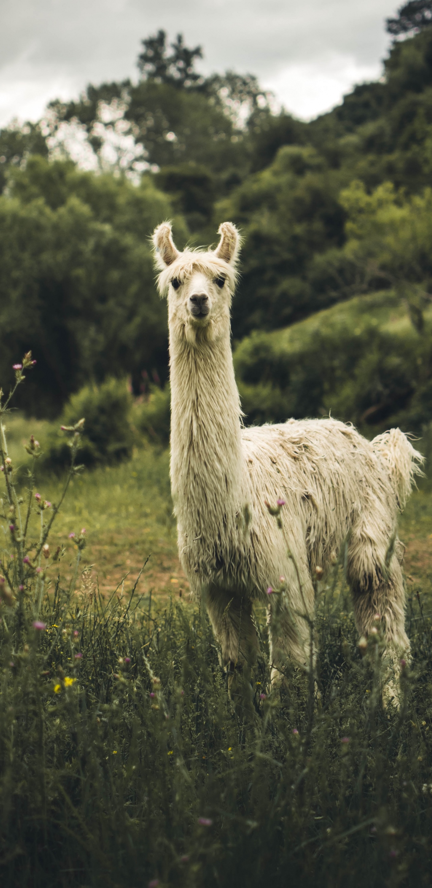 Lama Blanc Sur Terrain D'herbe Verte Pendant la Journée. Wallpaper in 1440x2960 Resolution