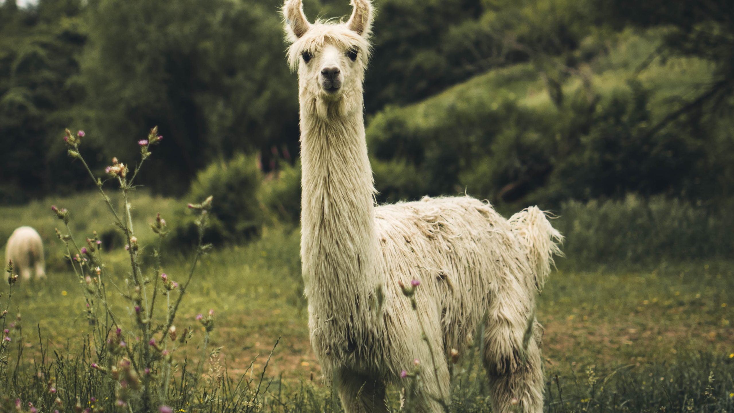 Lama Blanc Sur Terrain D'herbe Verte Pendant la Journée. Wallpaper in 2560x1440 Resolution